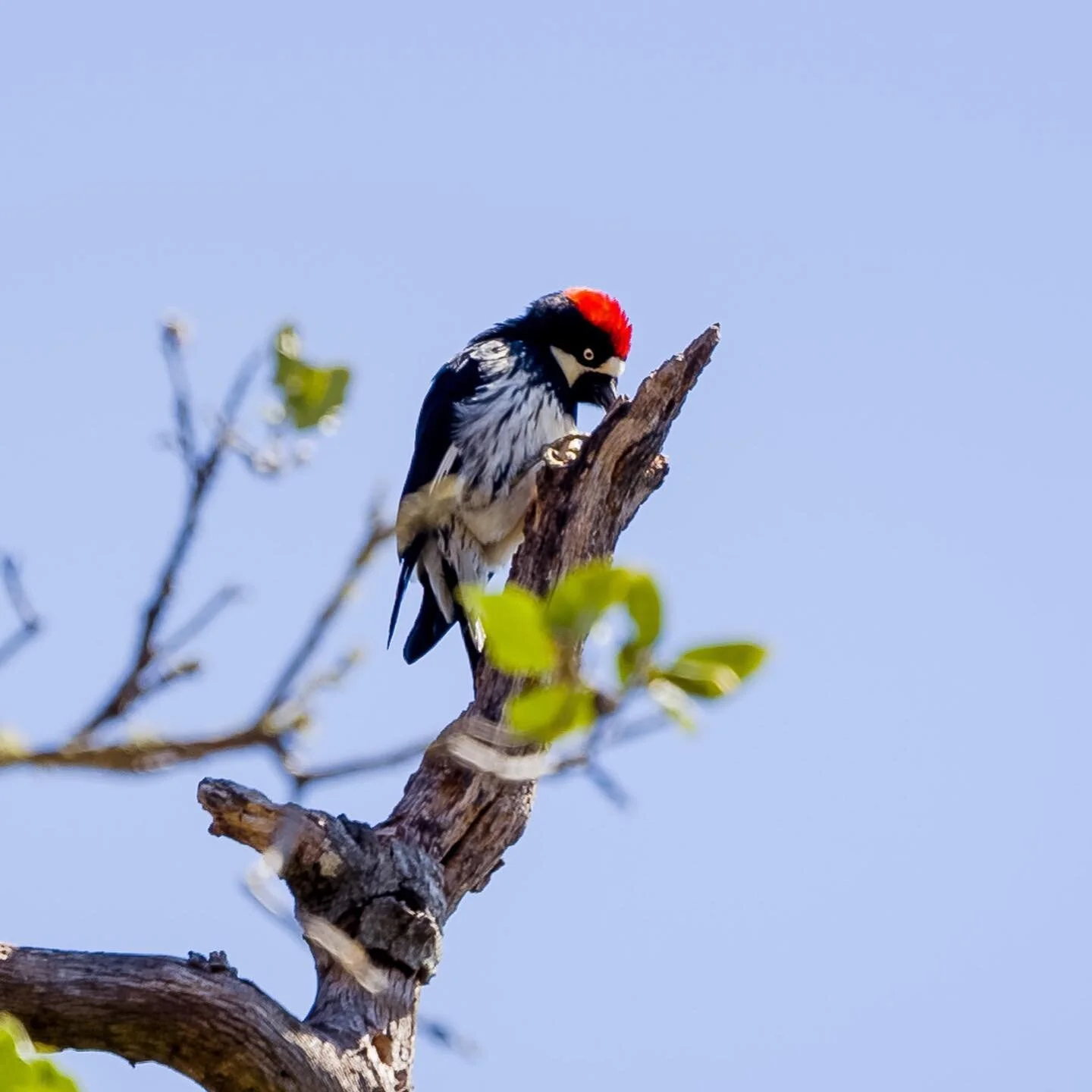 Birds of Big Sur 
Can anyone identify these birds?
&mdash;&mdash;&mdash;-
#birding #birds #naturephotography #bigsurcoast #hawk #woodpecker #thegreatoutdoors #california #birdsofinstagram