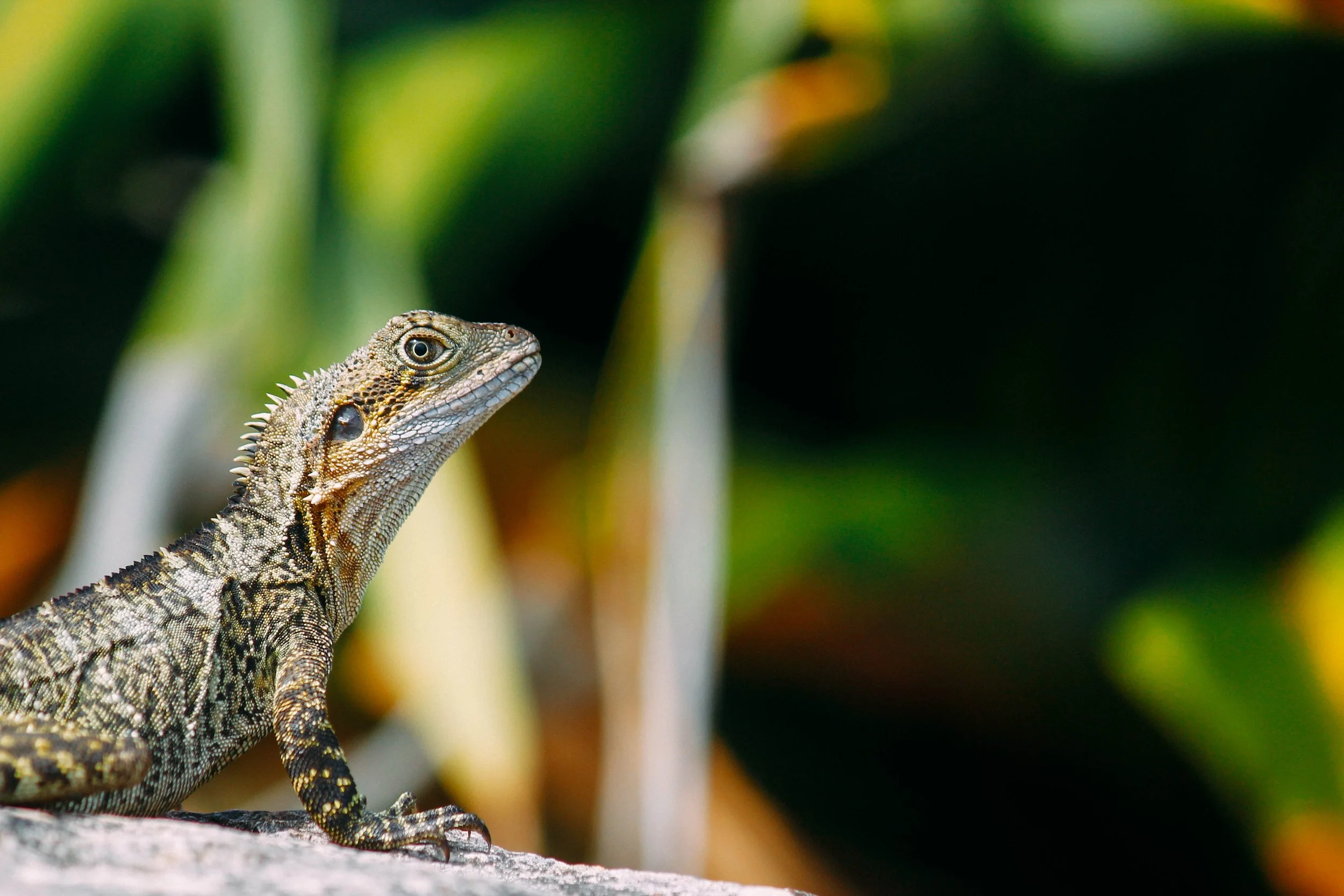 A close up photo of a lizard considering the proper coverage