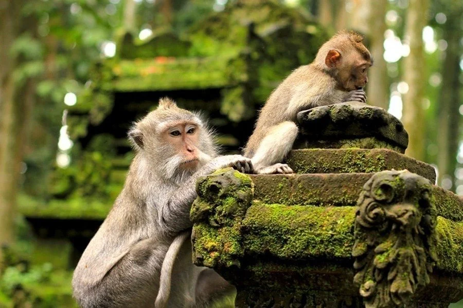 Monkey-Forest.jpeg