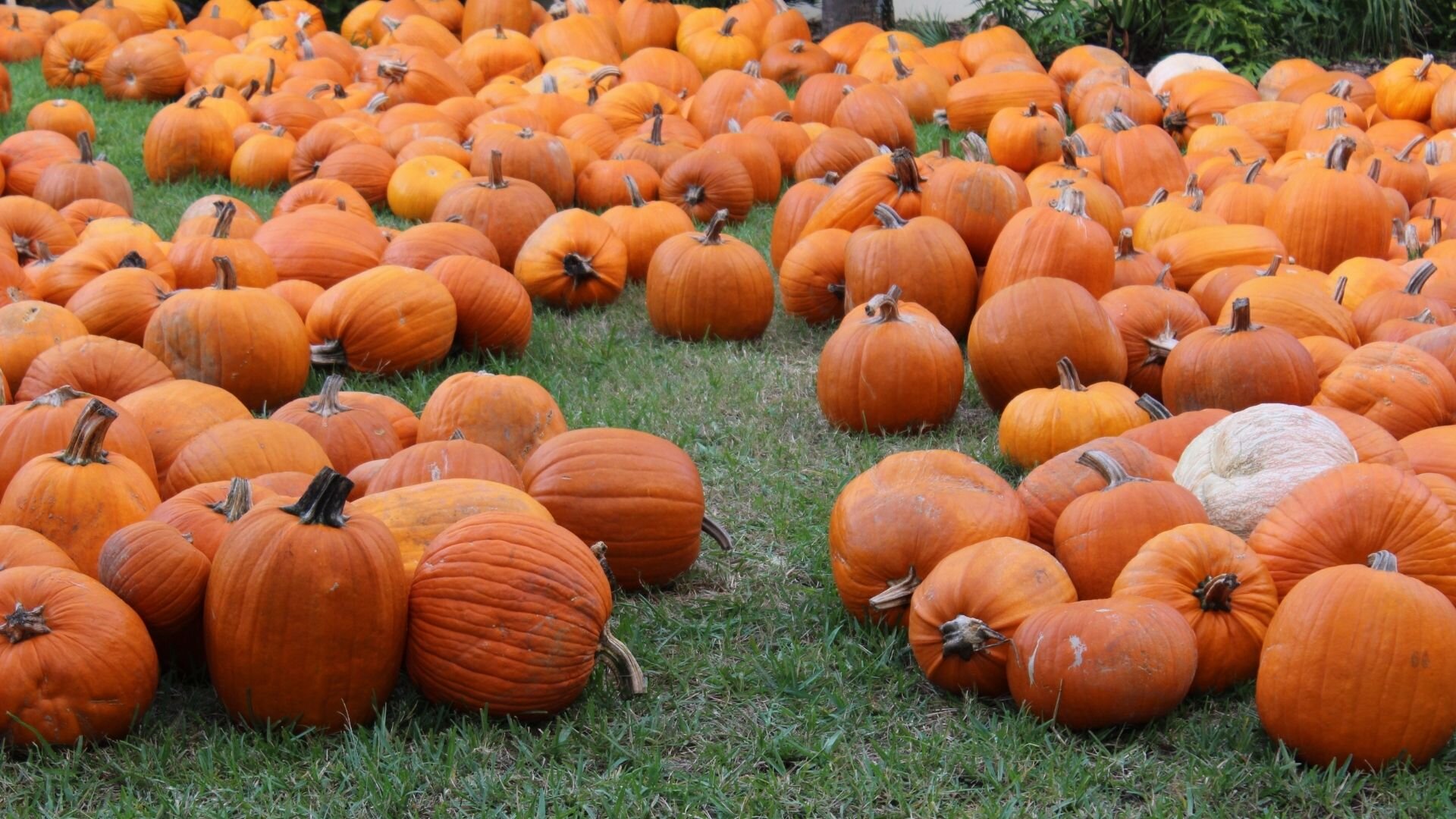 2020 Tulsa Pumpkin Patches