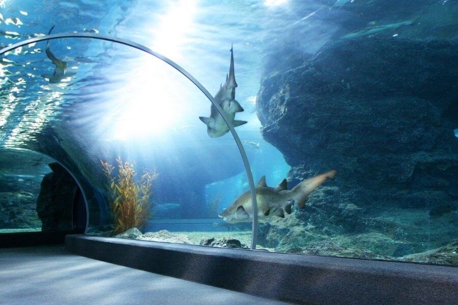 Oklahoma Aquarium HallowMarine Event Tulsa OK 4.jpg