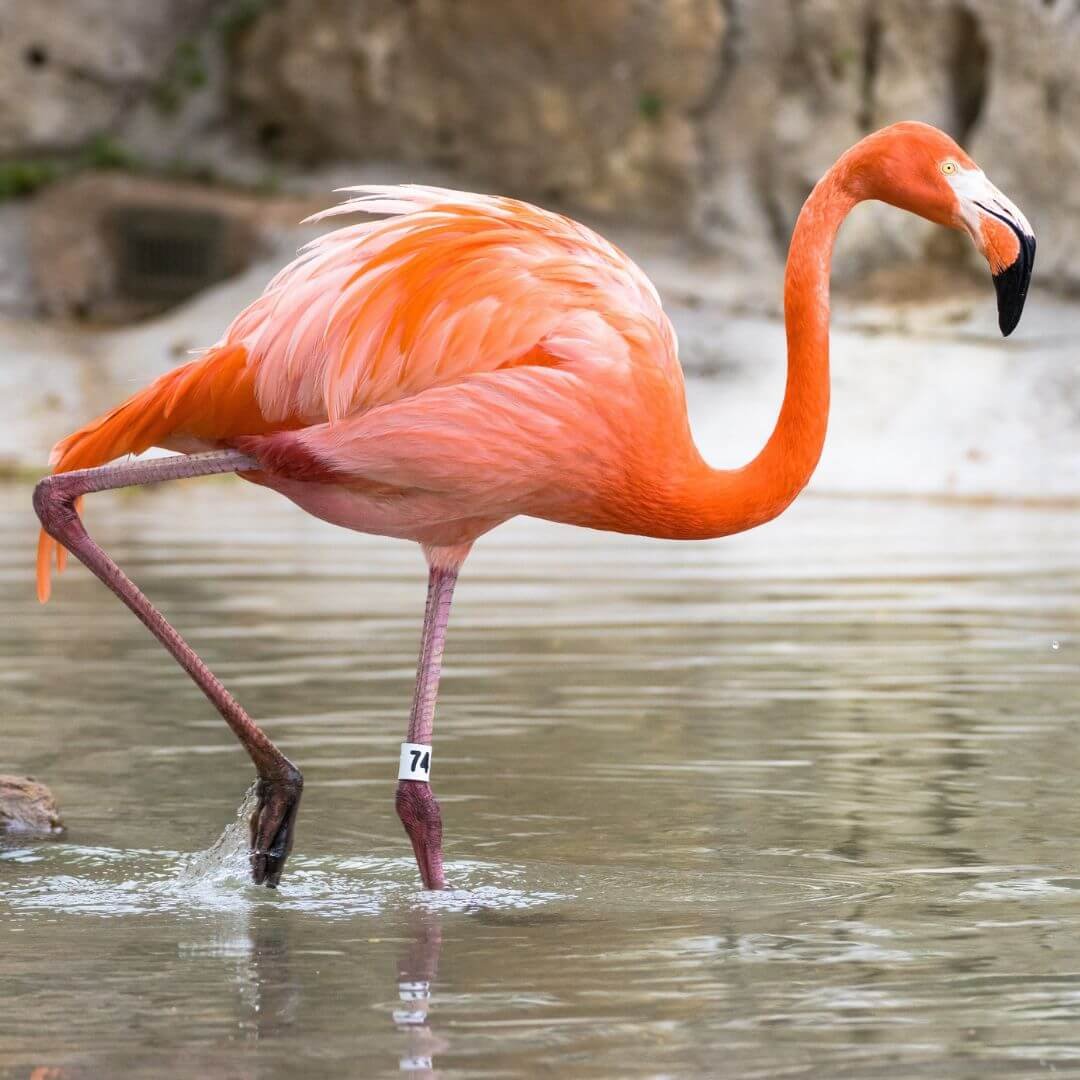 Tulsa Zoo Tulsa OK USA TulsaGo 2.jpg