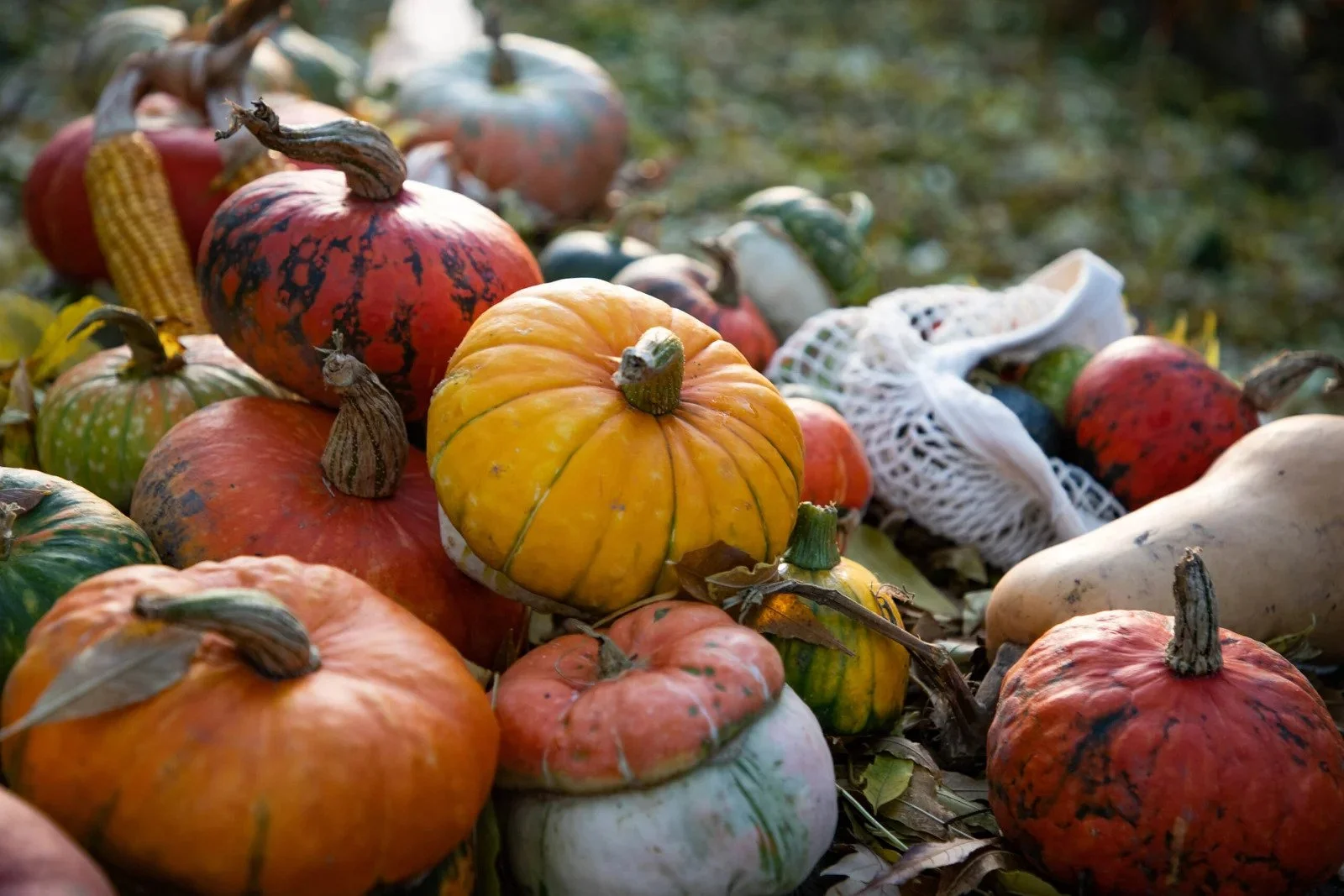 fall-harvest-of-pumpkins-and-gourds-2026-01-09-07-28-39-utc-scaled.jpg