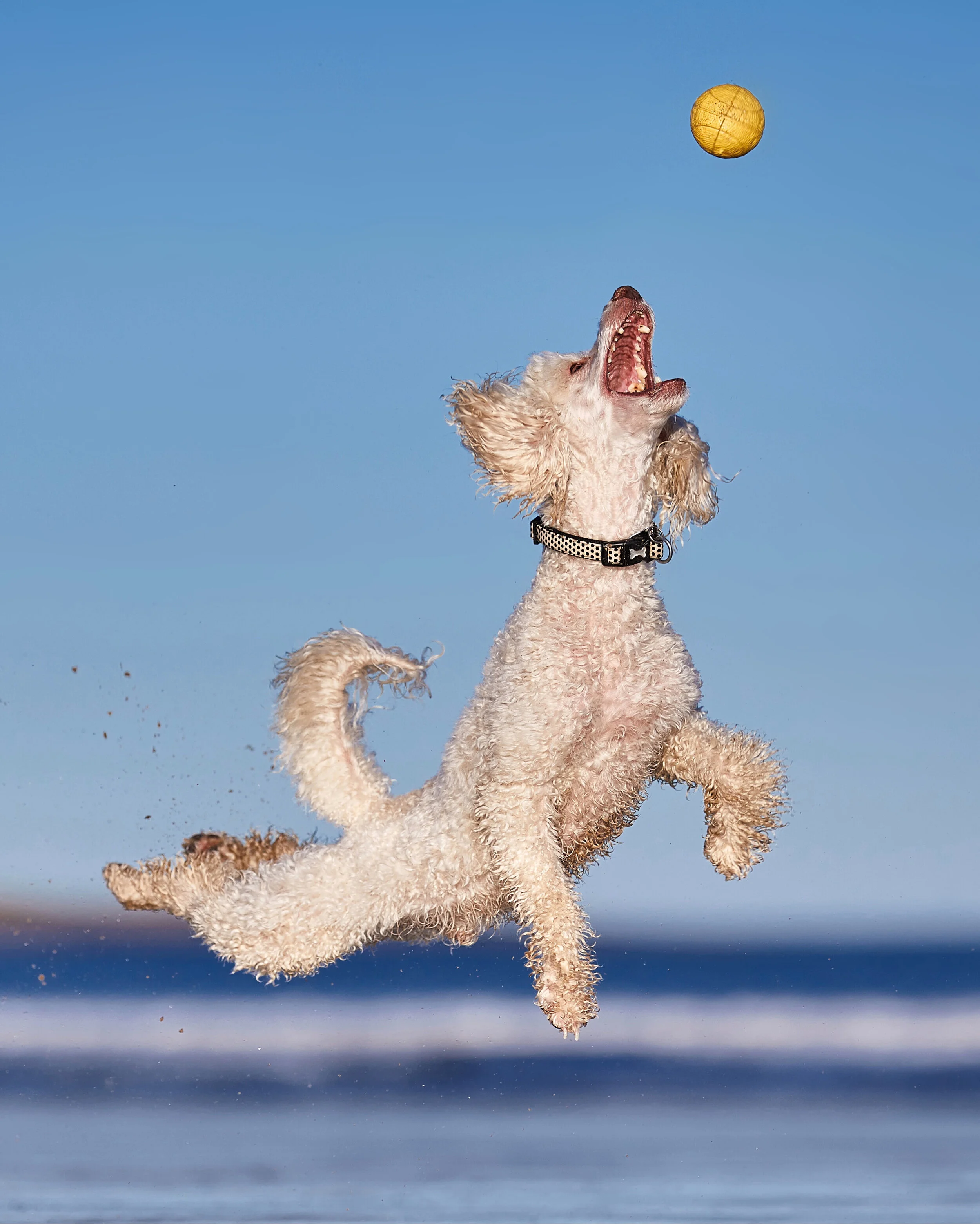 Ball Is Life_DarrenHall.jpg