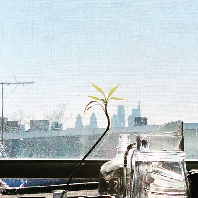 Skyline
&bull;
&bull;&bull;
&bull;&bull;&bull;
&bull;&bull;&bull;&bull;
#philly #kitchenwindow #afternoonsky #glasses #tinytree #kr&oslash;n
