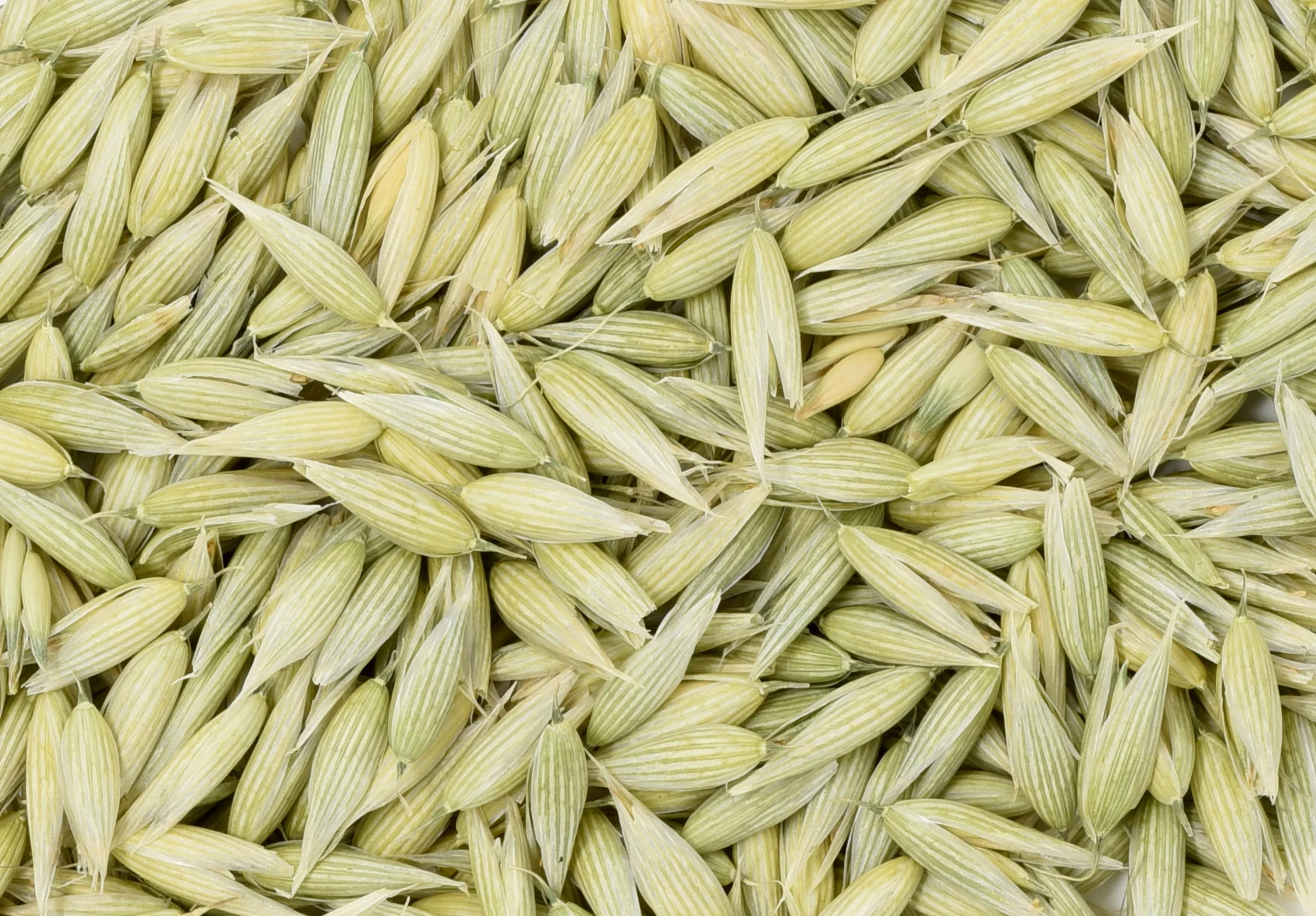 milky-oat-seed-c1-web.jpg
