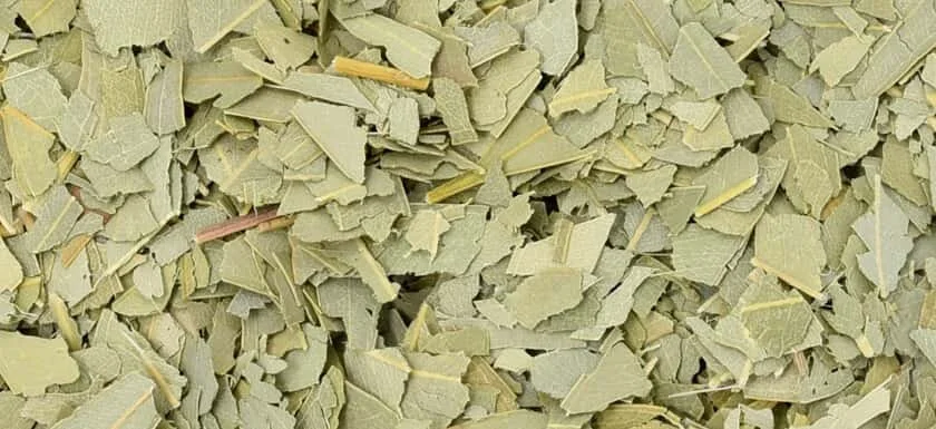 Eucalyptus Leaf Organic Herbal Tea Vancouver Zoom.jpg