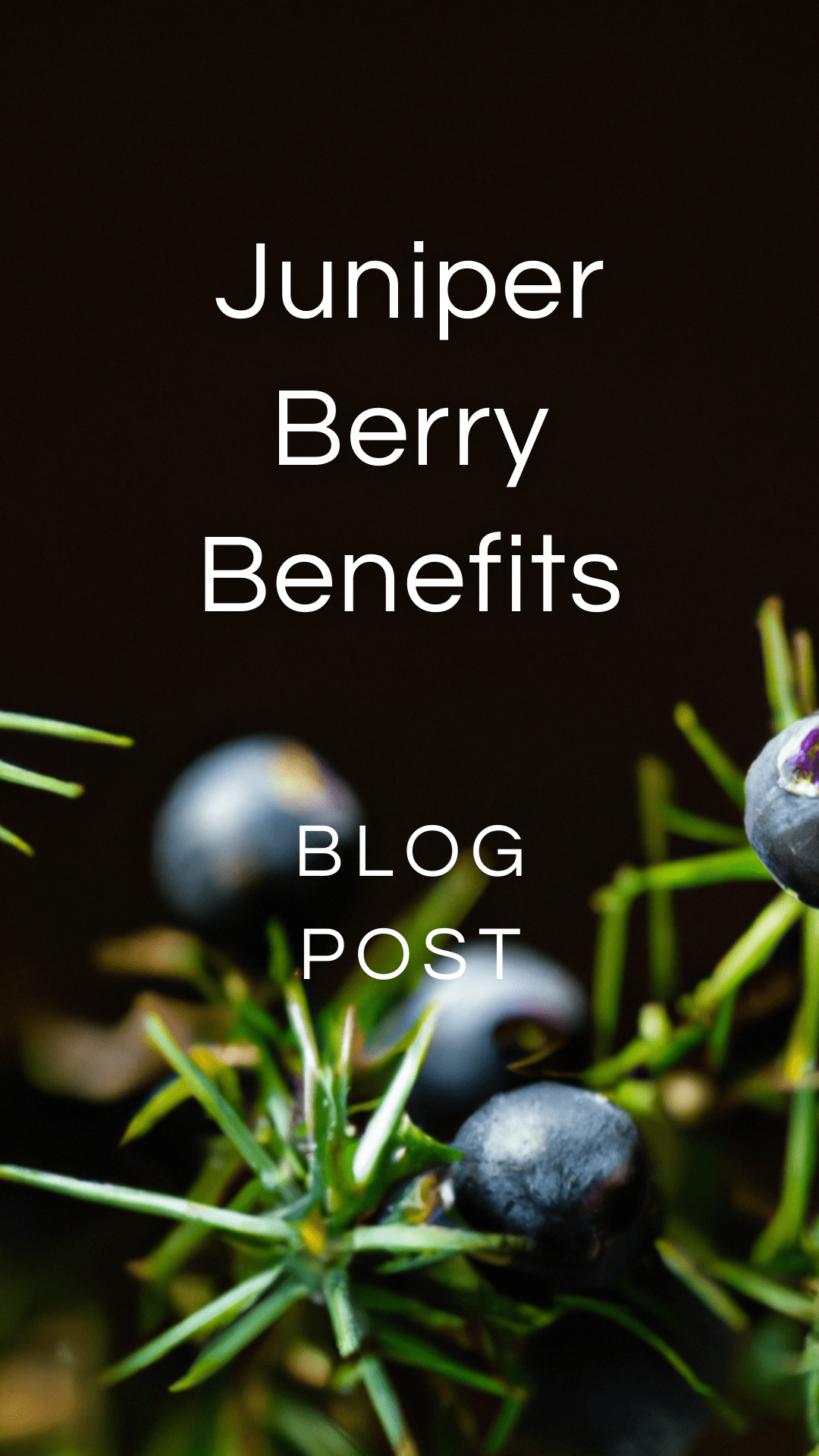 Juniper Berry Uses — Zhi Herbals