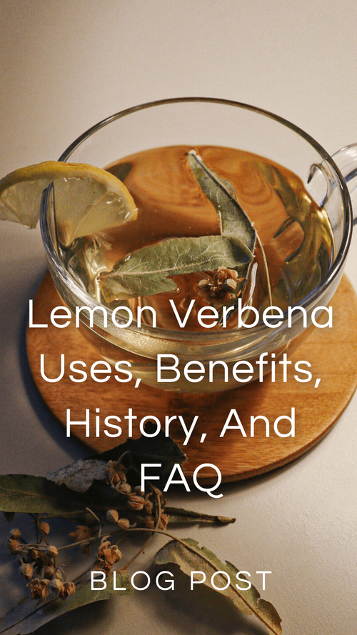 Lemon Verbena FAQ — Zhi Herbals