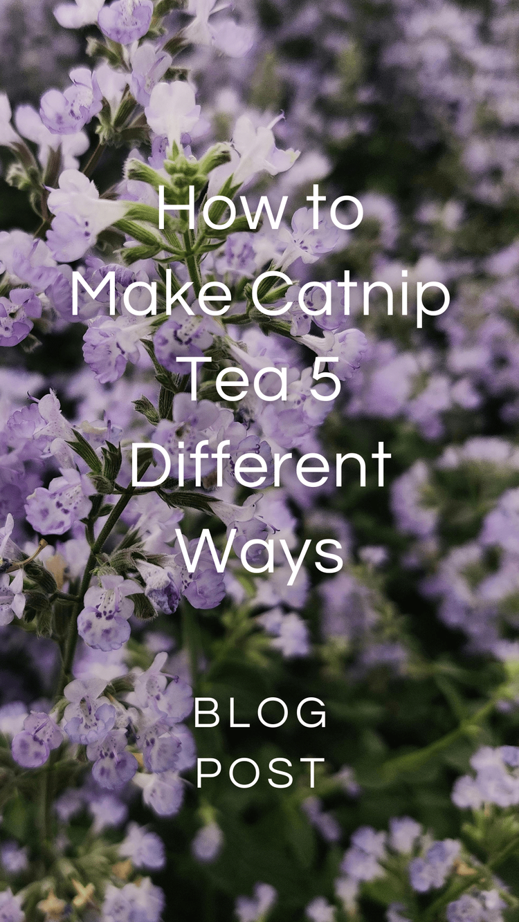 5 Catnip Tea Blend Recipes — Zhi Herbals