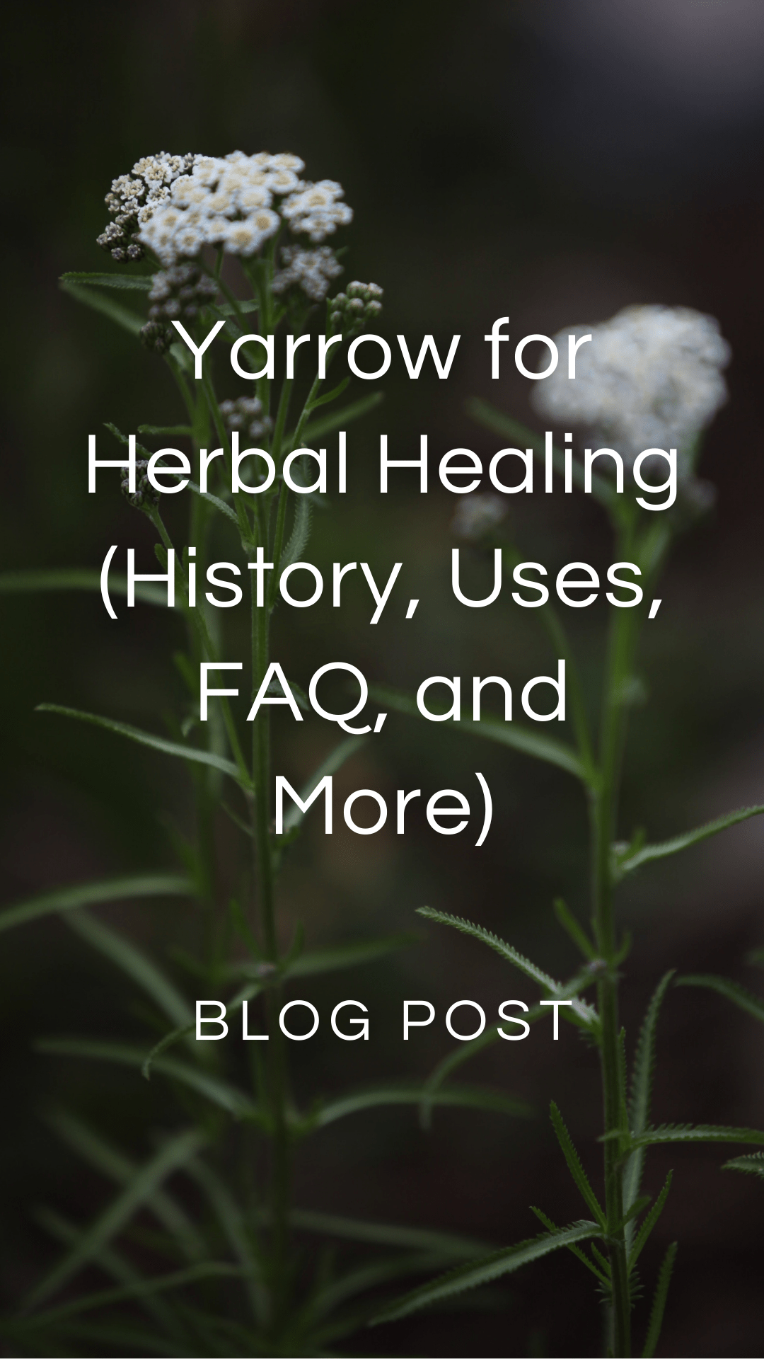 Yarrow Uses, FAQ, History, and More — Zhi Herbals