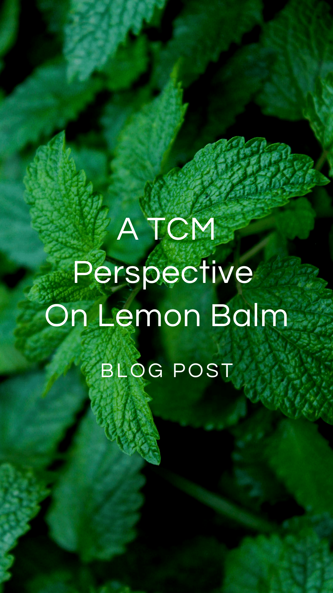 Lemon Balm In TCM — Zhi Herbals