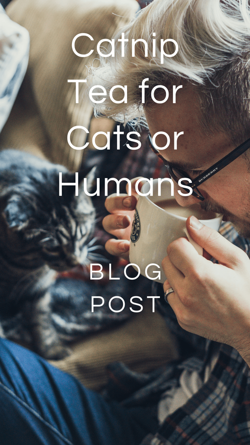 Catnip Tea for Cats or Humans — Zhi Herbals