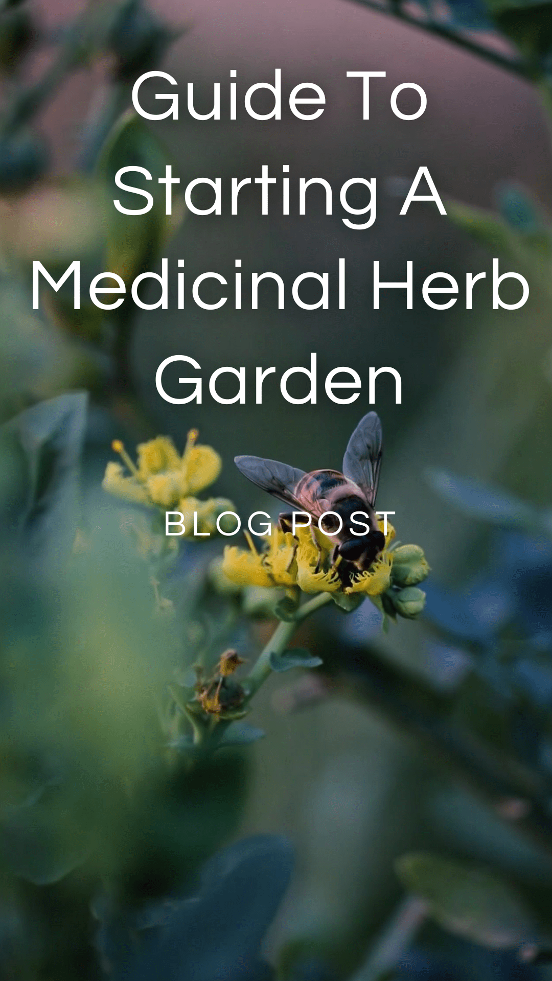 Starting A Medicinal Garden — Zhi Herbals