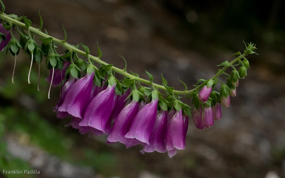 DSC_3762.jpg