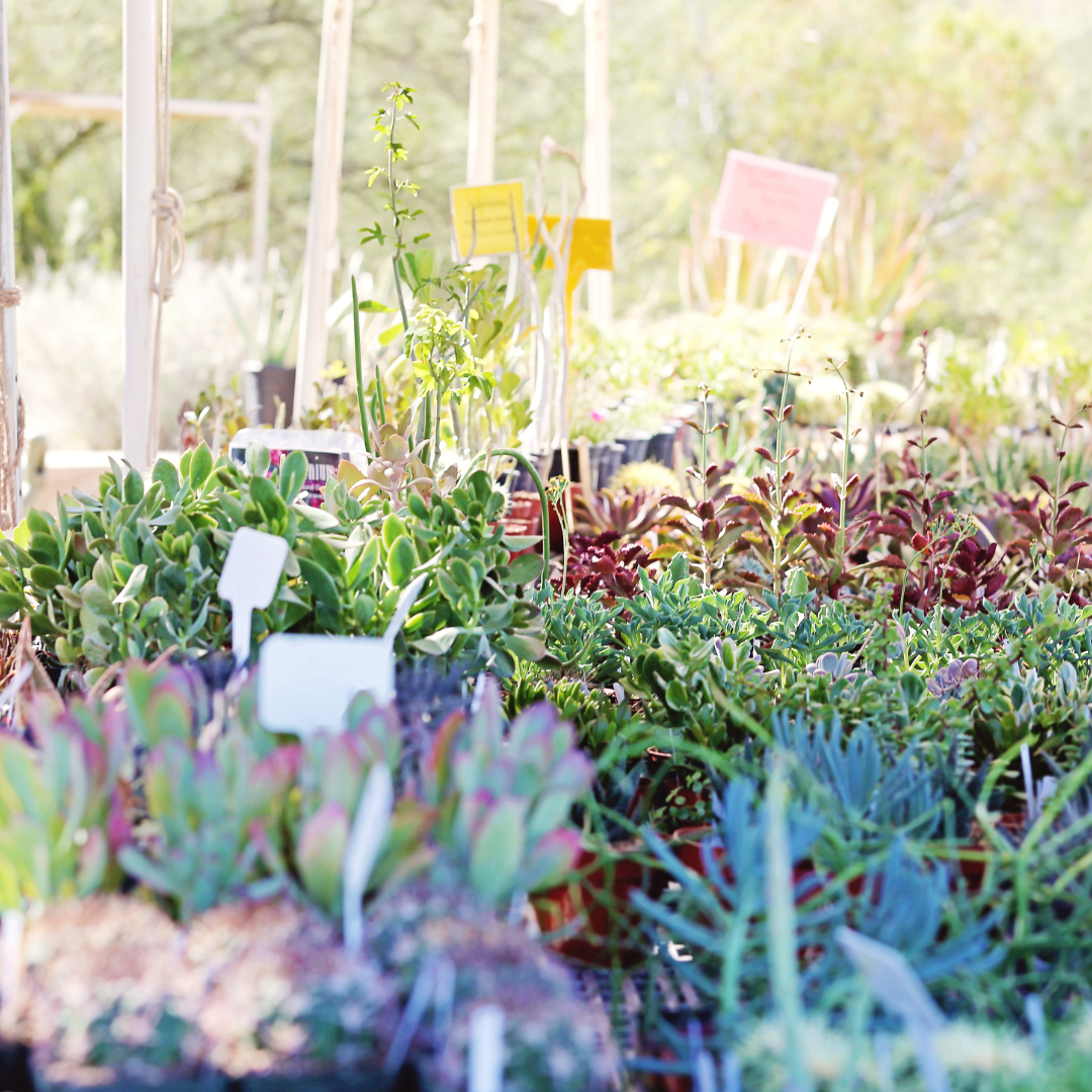 Plant Sale