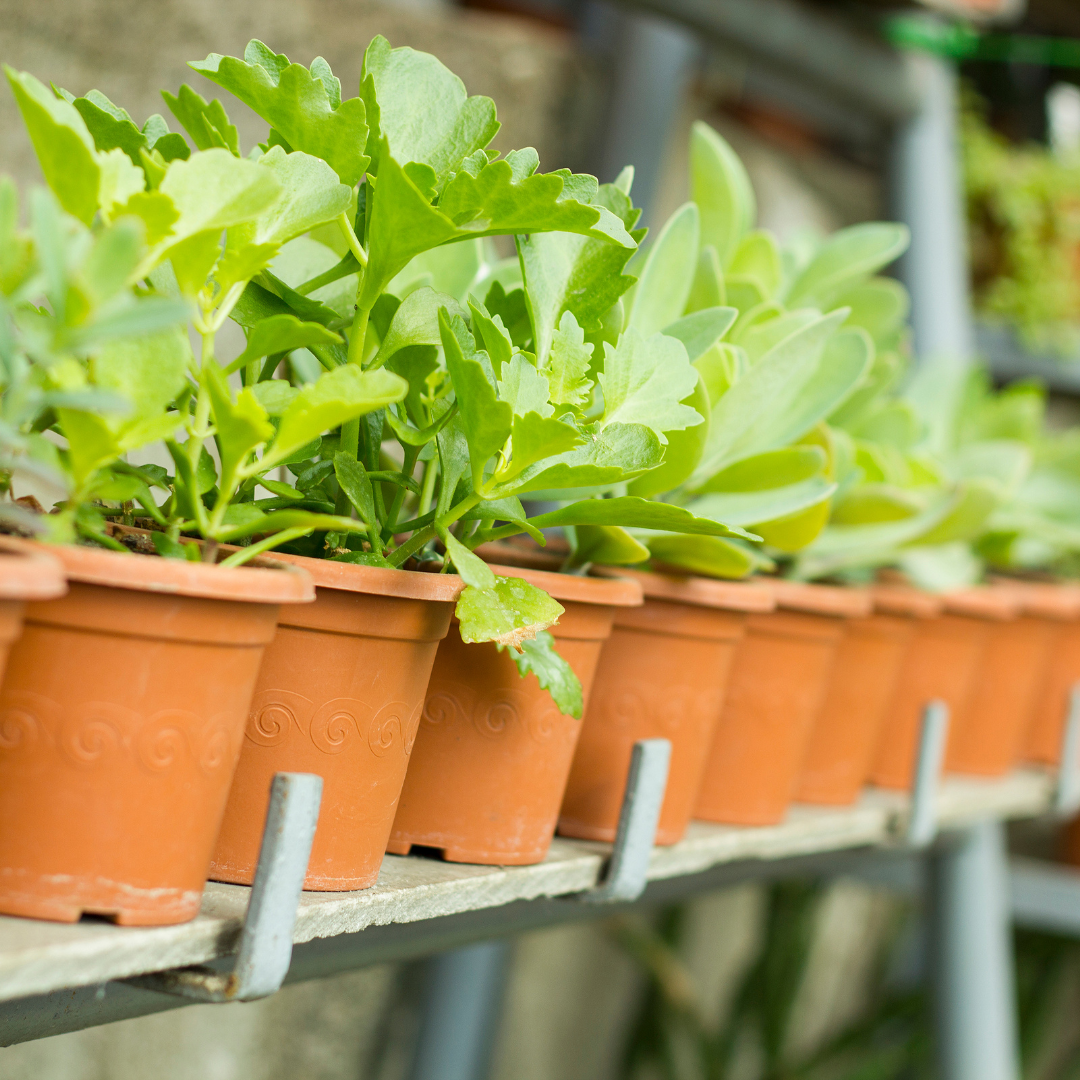 Annual Plant Sale 