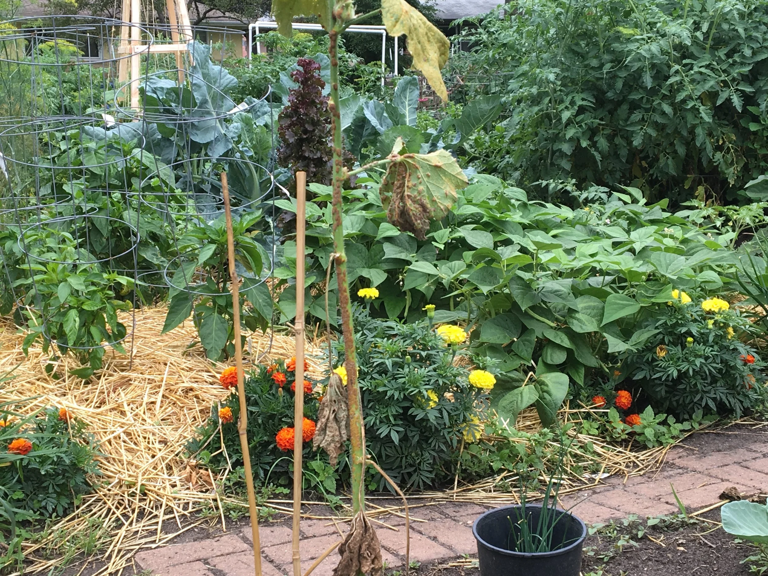 Community garden sign up opens on March 15th!