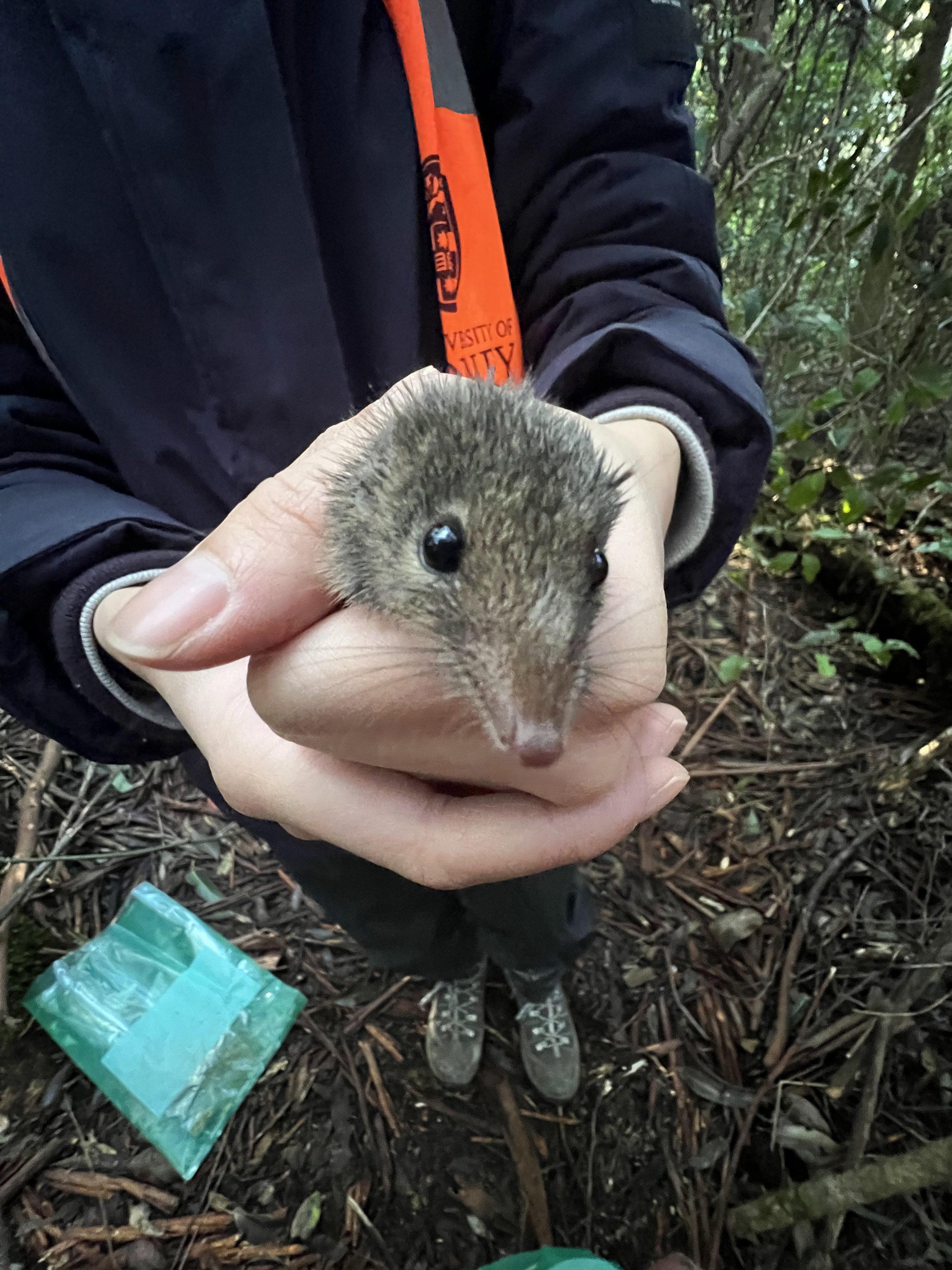 Antechinus marsupial found on ecology field trip