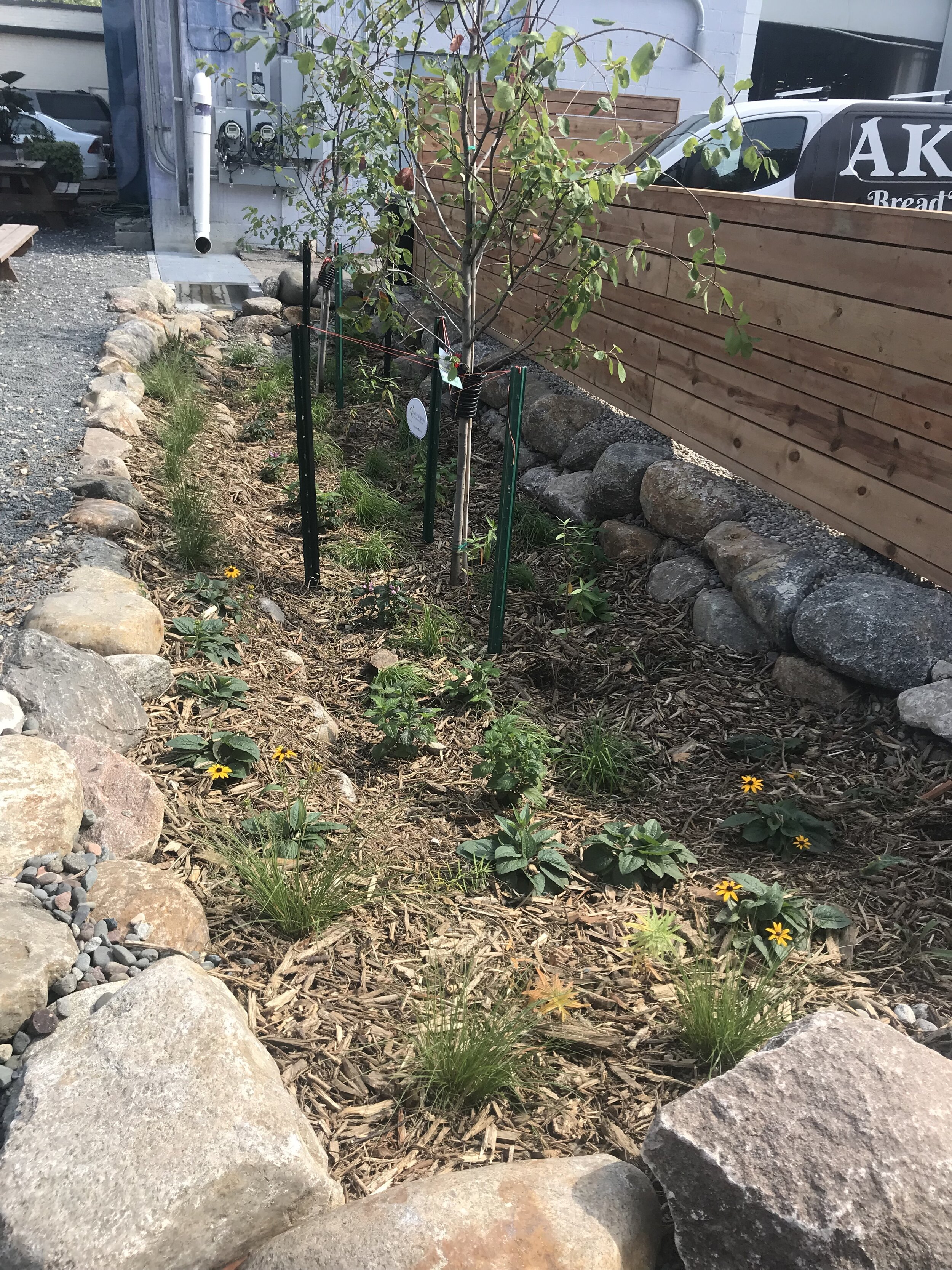 Installed garden with some blooms.JPG