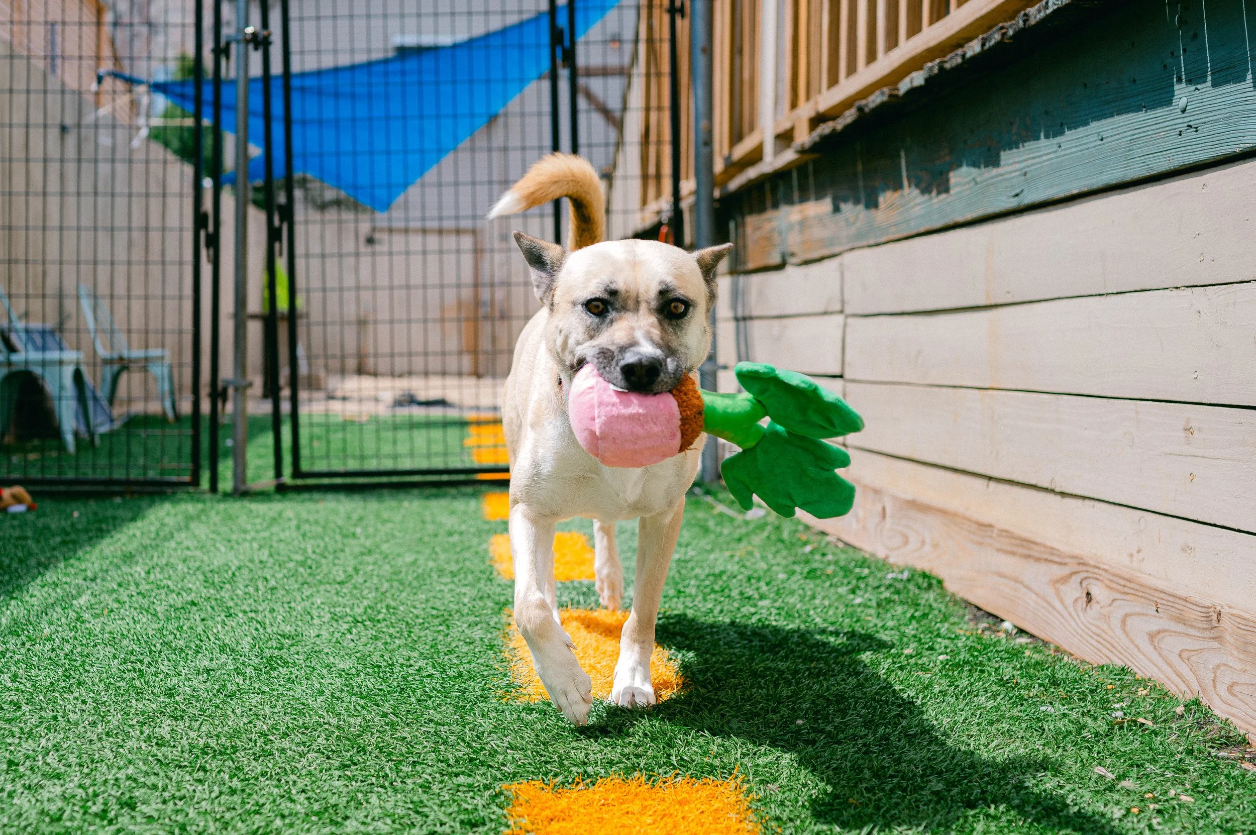 250911TPRcafepups_1073.jpg