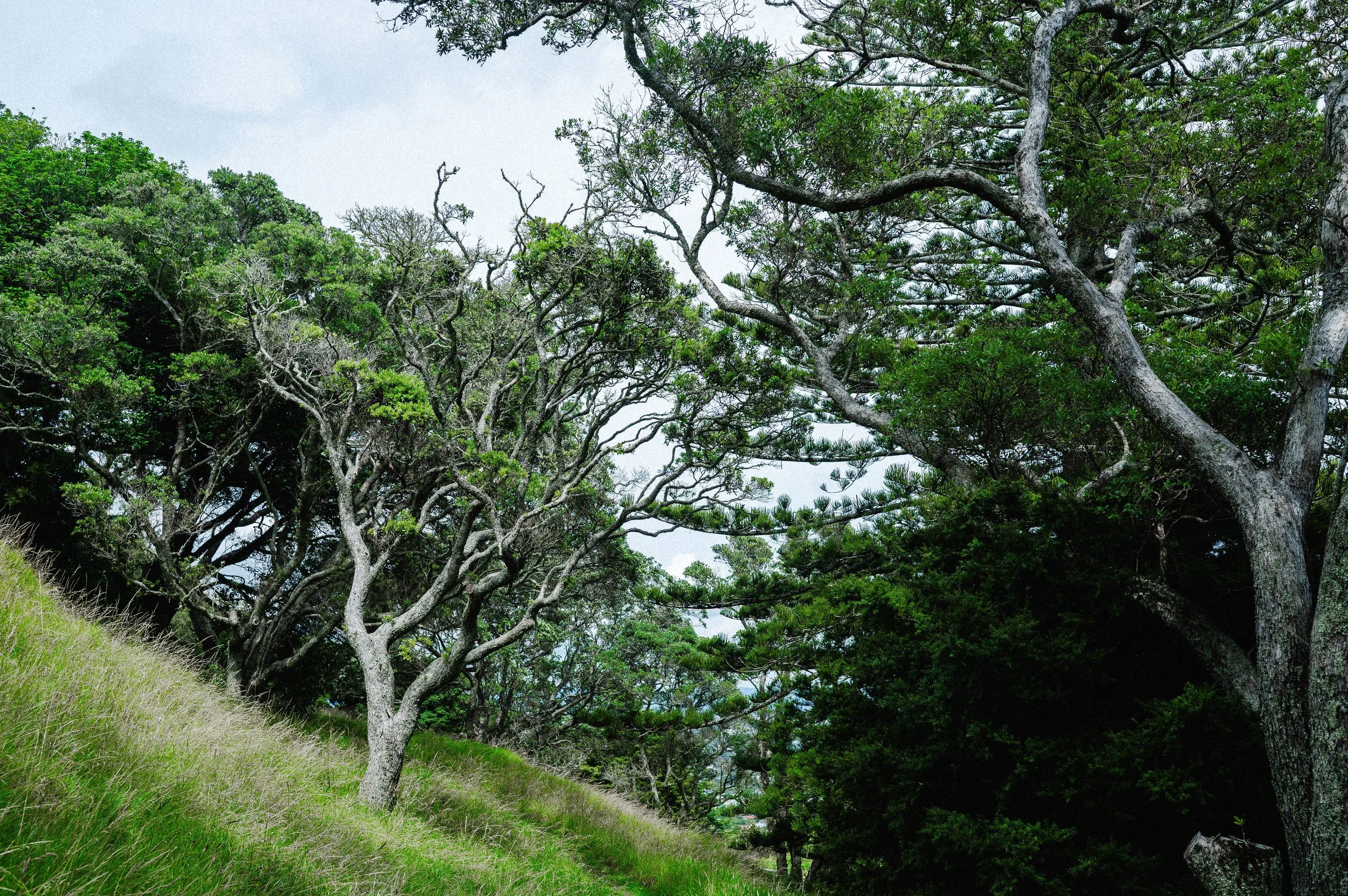 251230-260106HMnewzealand_1090.jpg