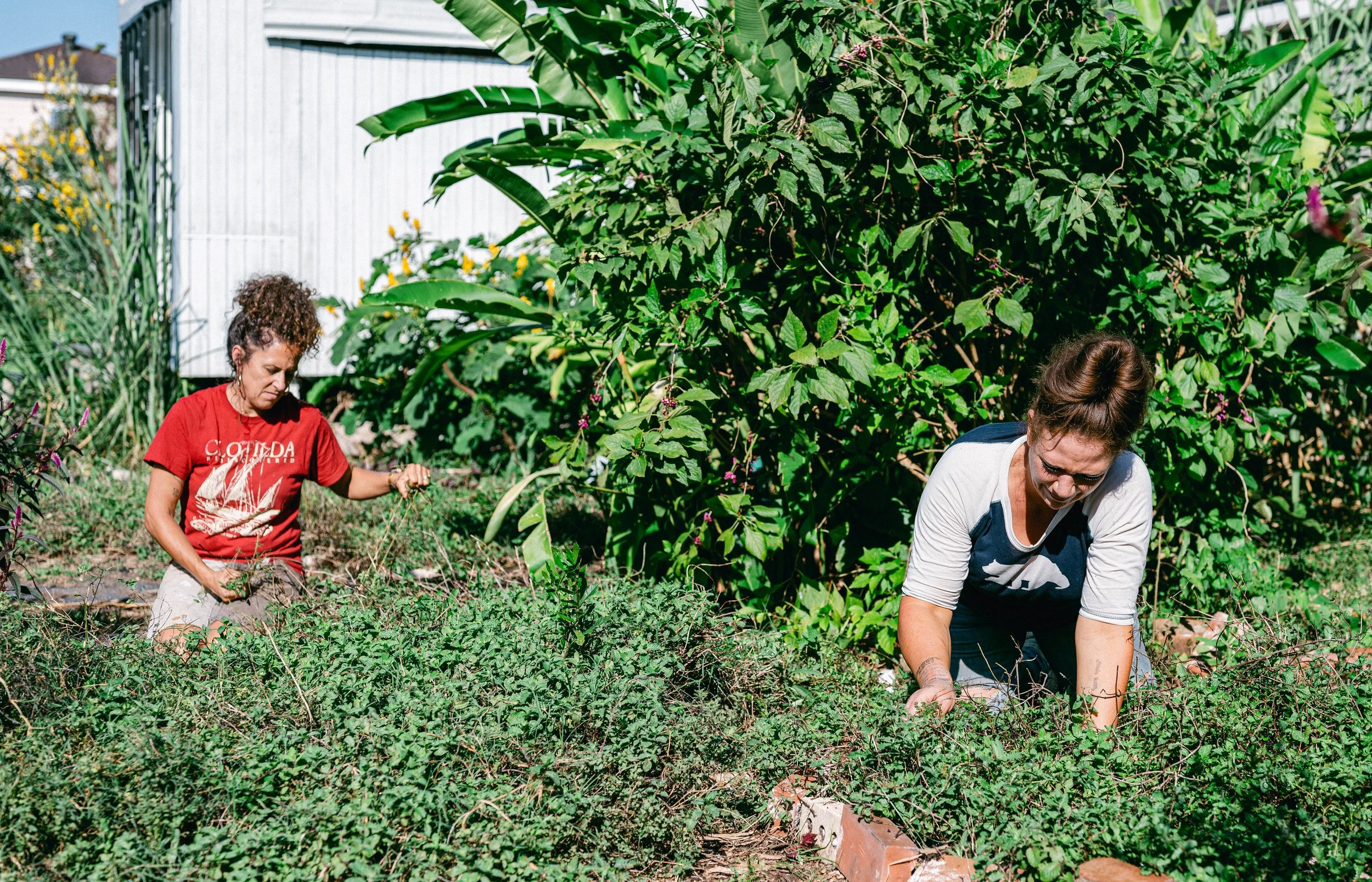 Freedom To Grow | ANTIGRAVITY Magazine