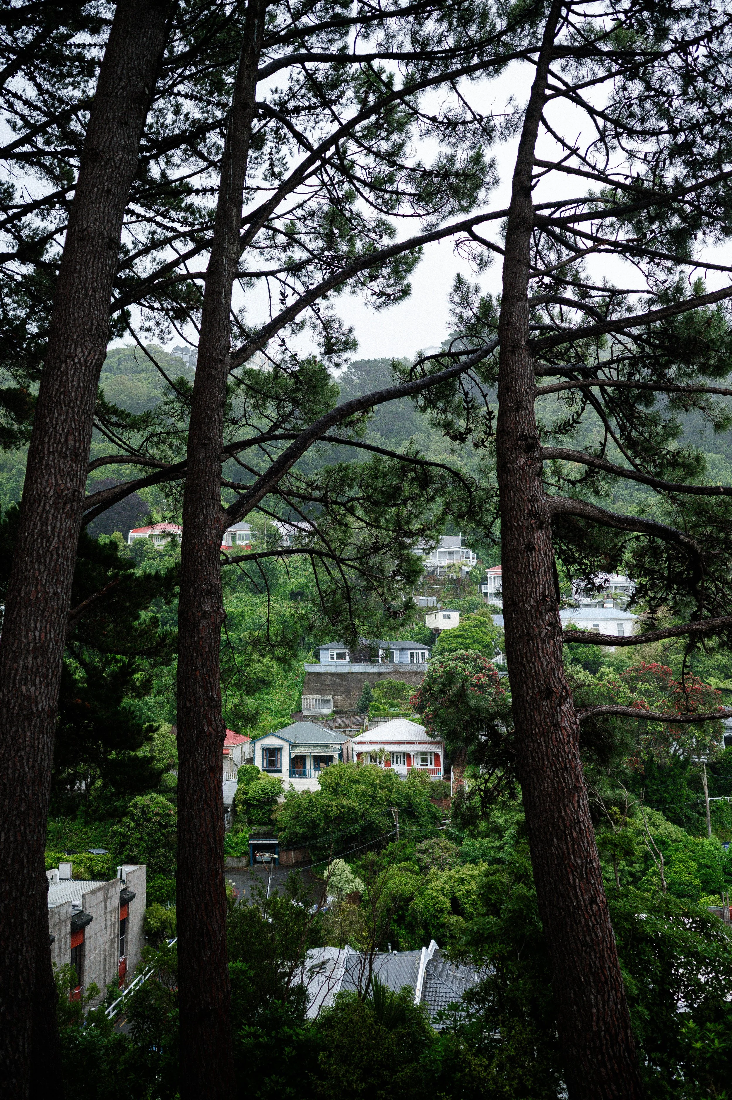251230-260106HMnewzealand_0139.jpg