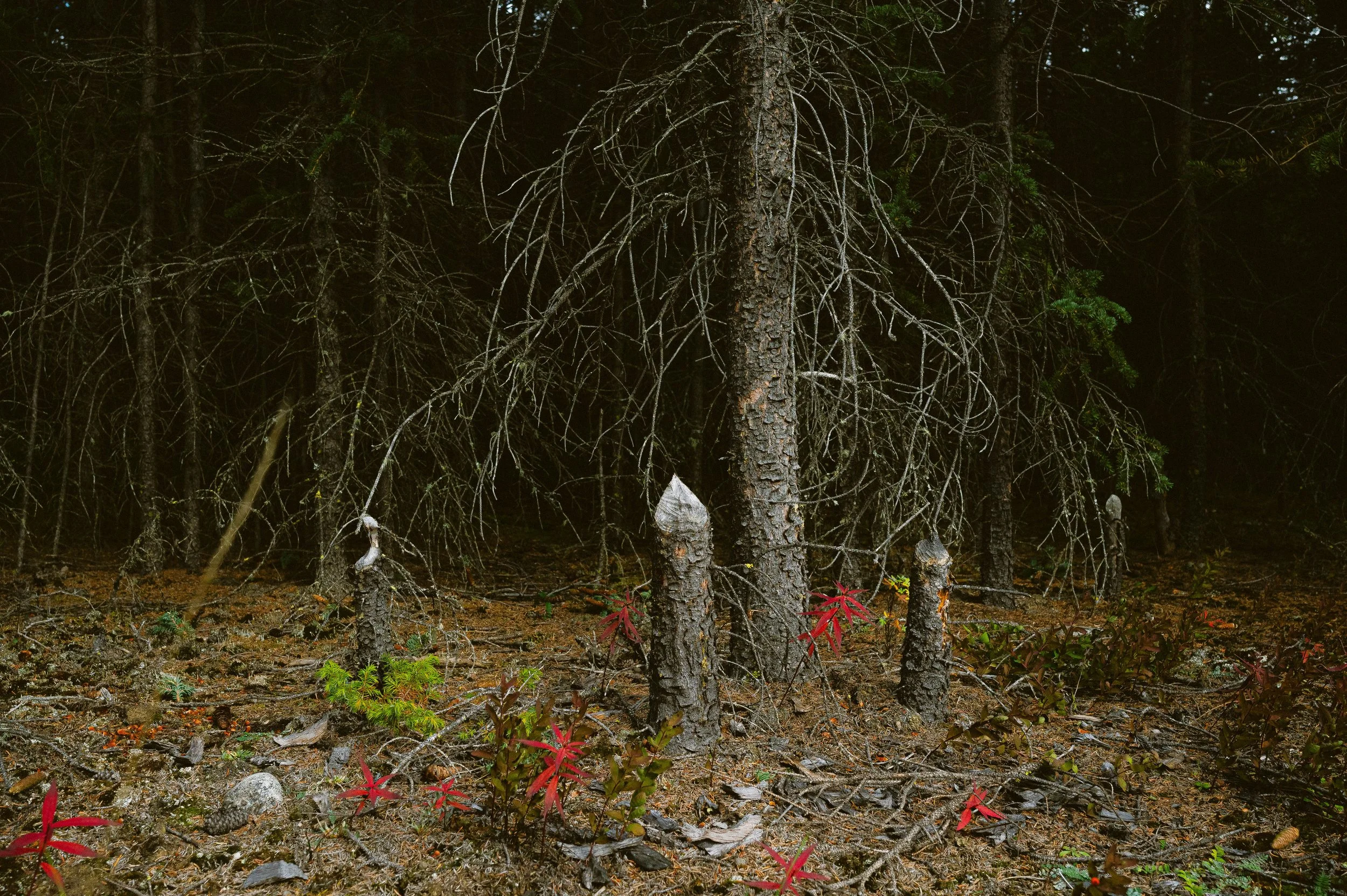 230831-0902denali_1288.jpg