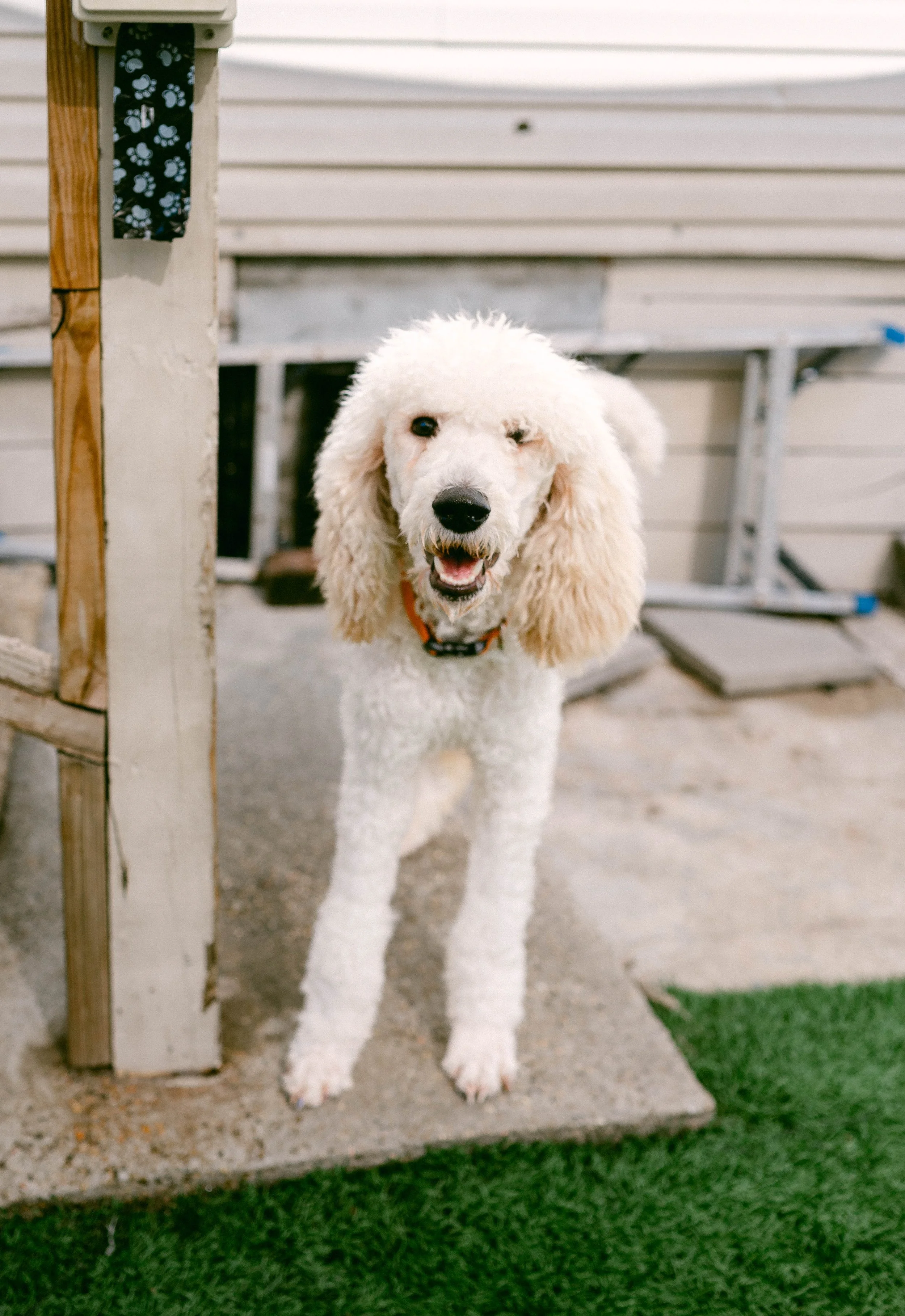 250911TPRcafepups_0010.jpg