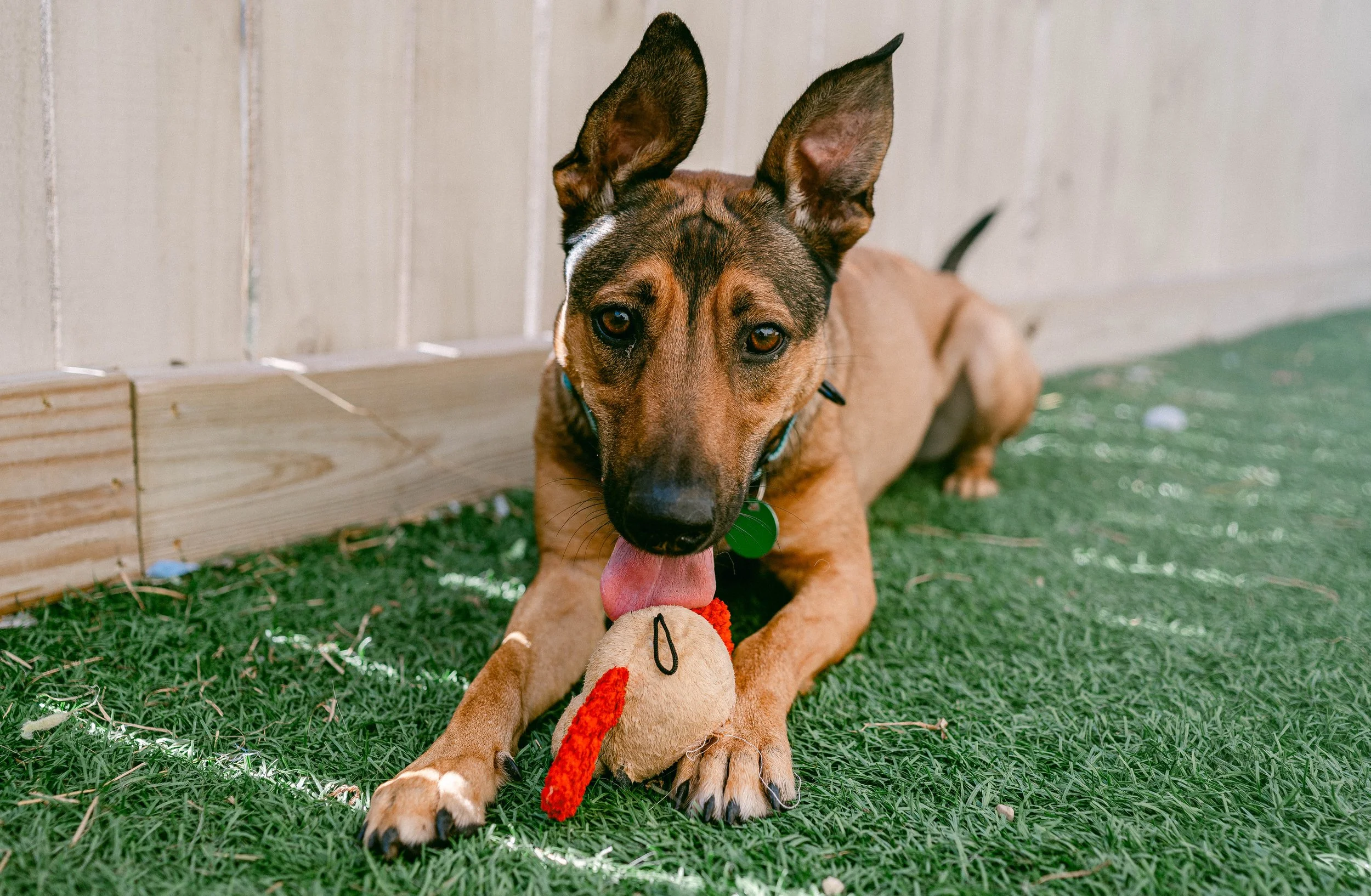 250911TPRcafepups_0250.jpg