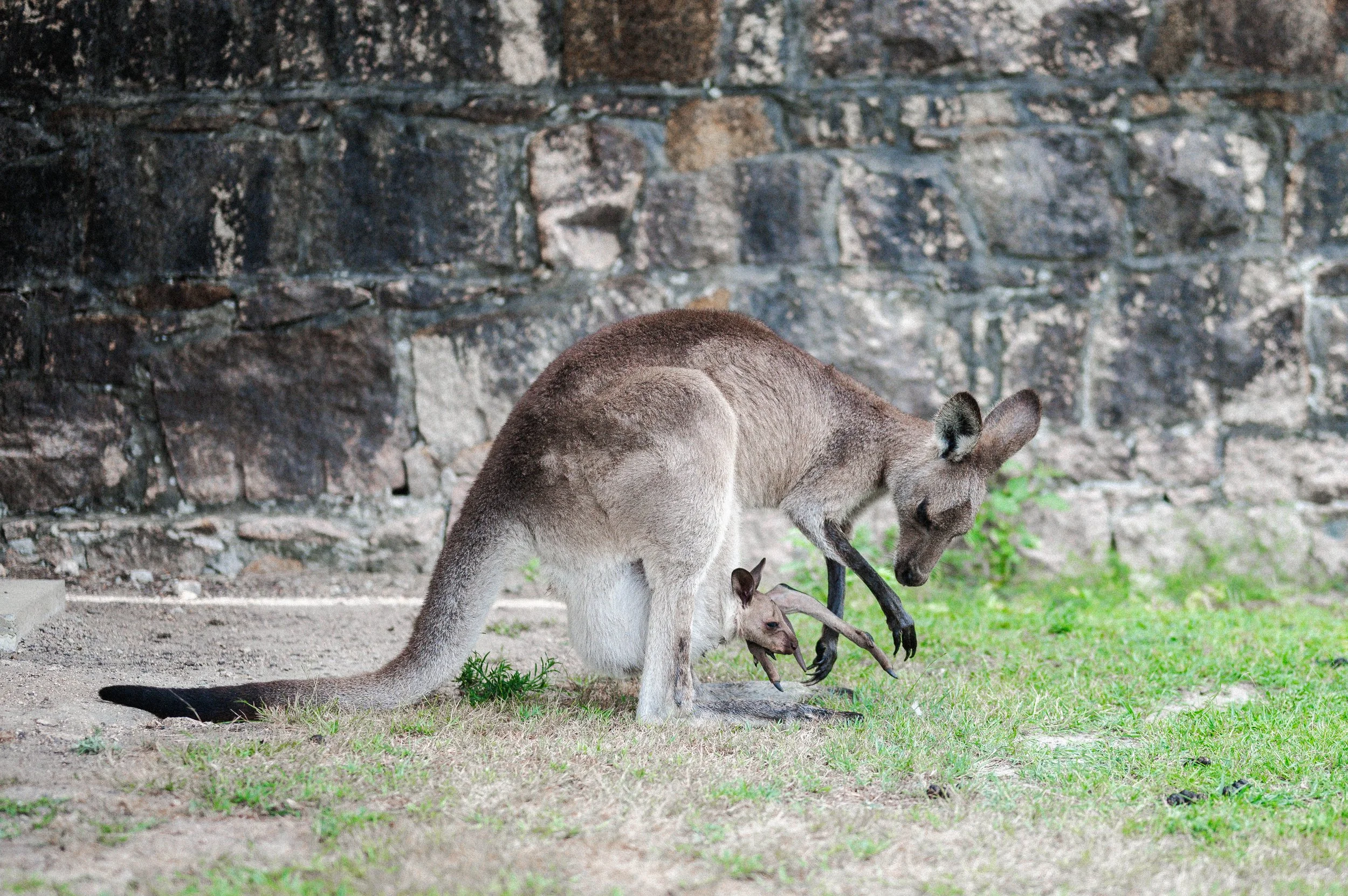 251218-29HMaustralia_0590.jpg
