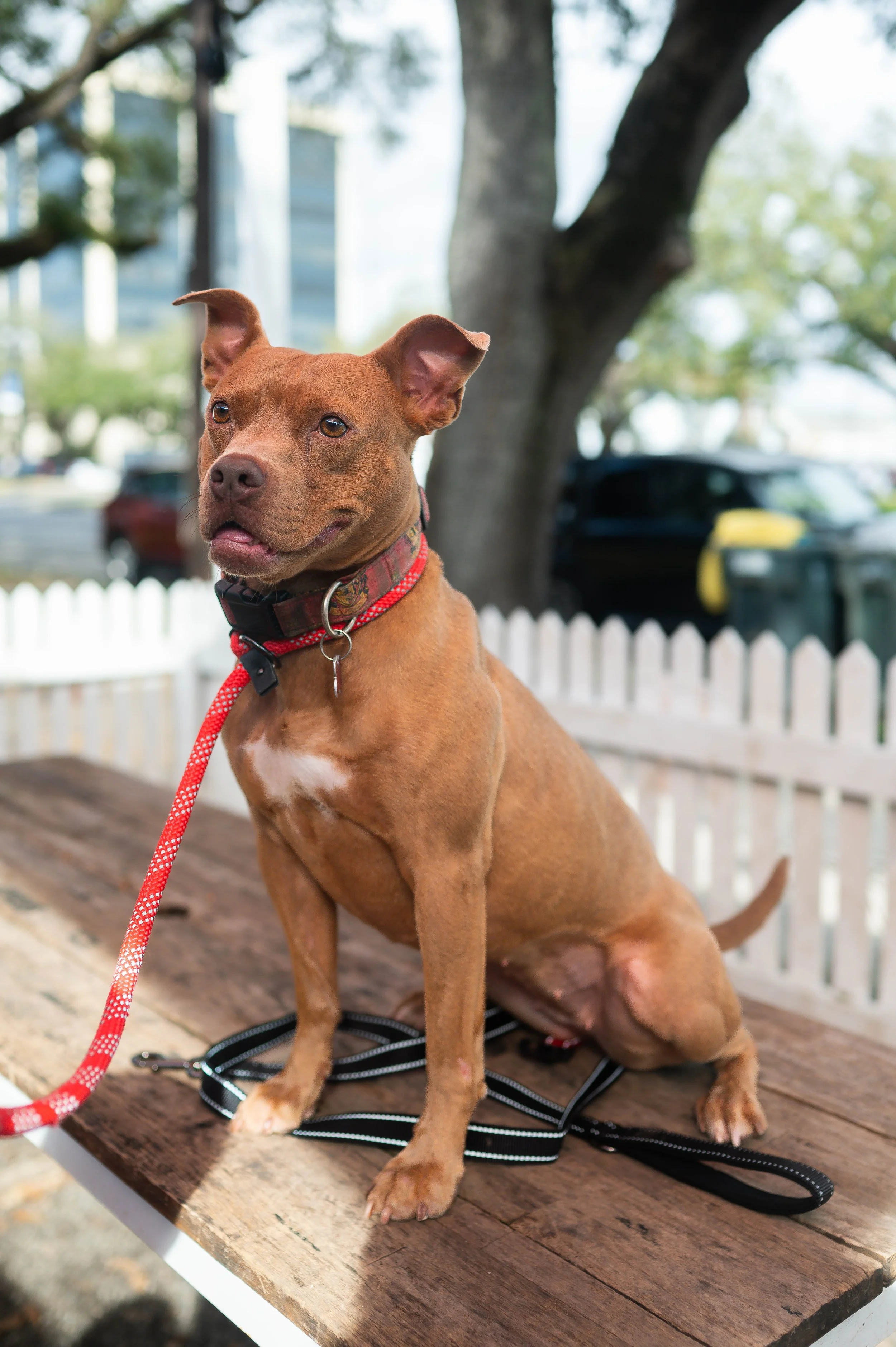 250130zeusrescues_0618.jpg