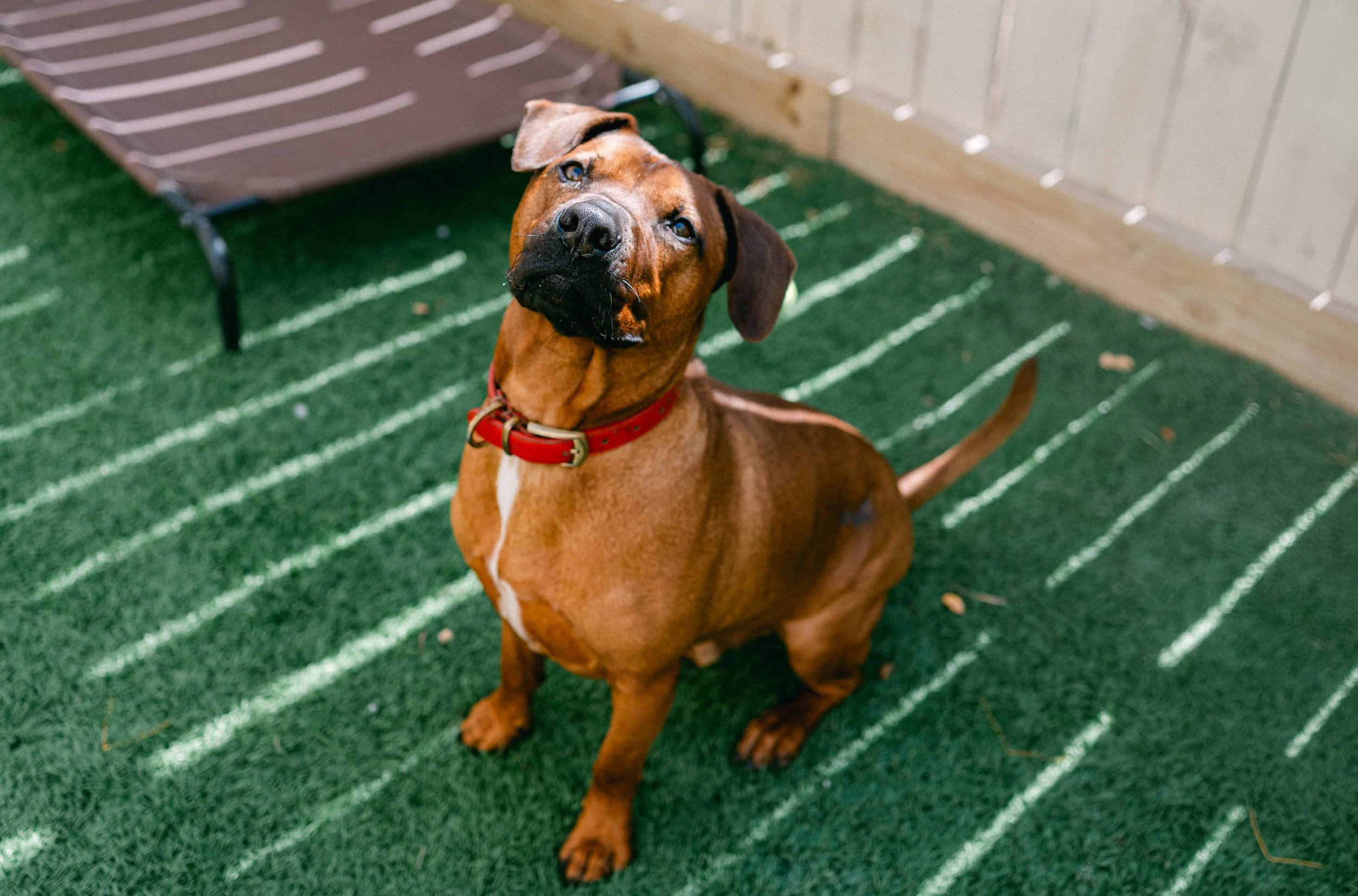 250911TPRcafepups_0410.jpg