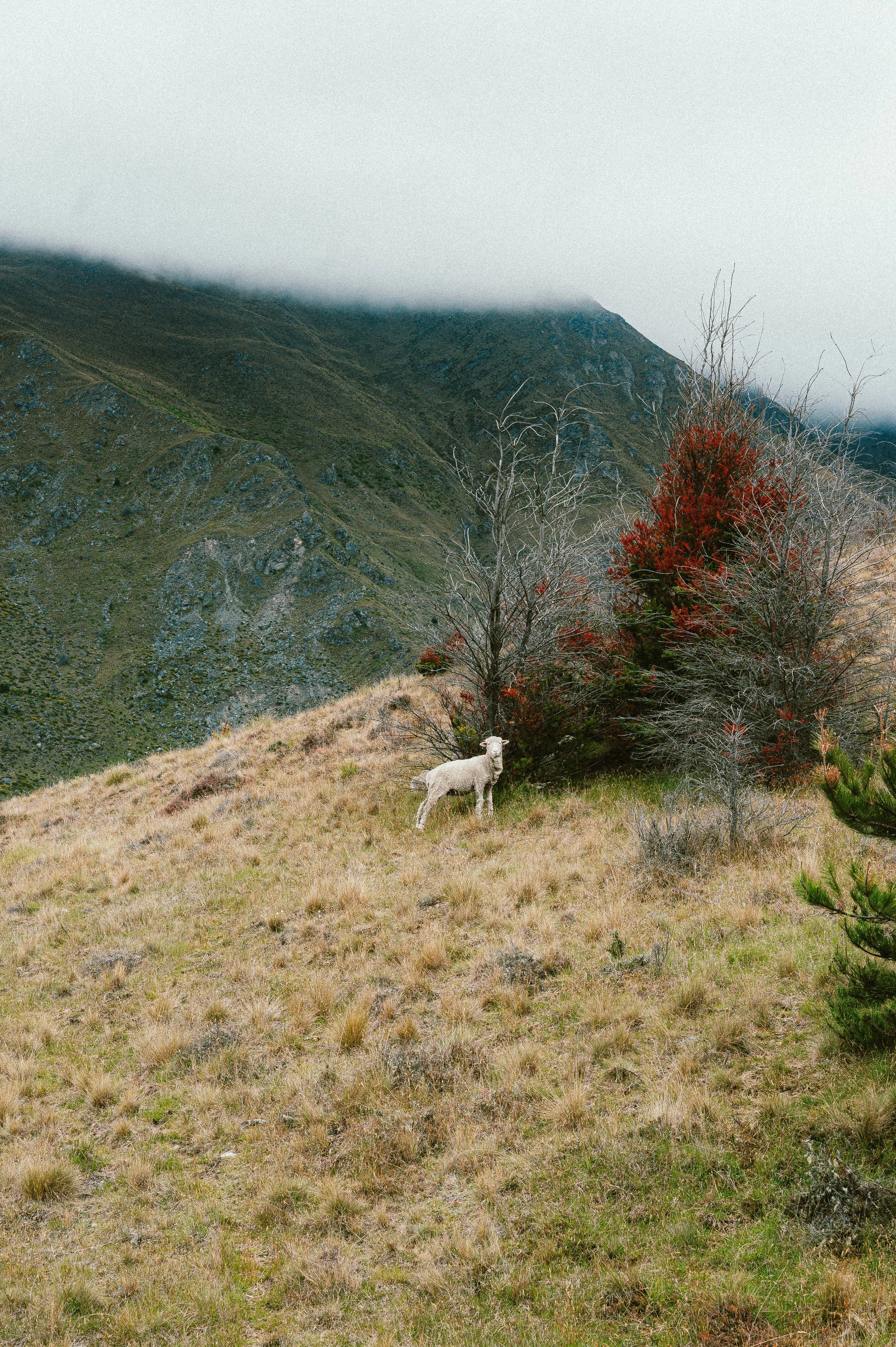 251230-260106HMnewzealand_0643.jpg