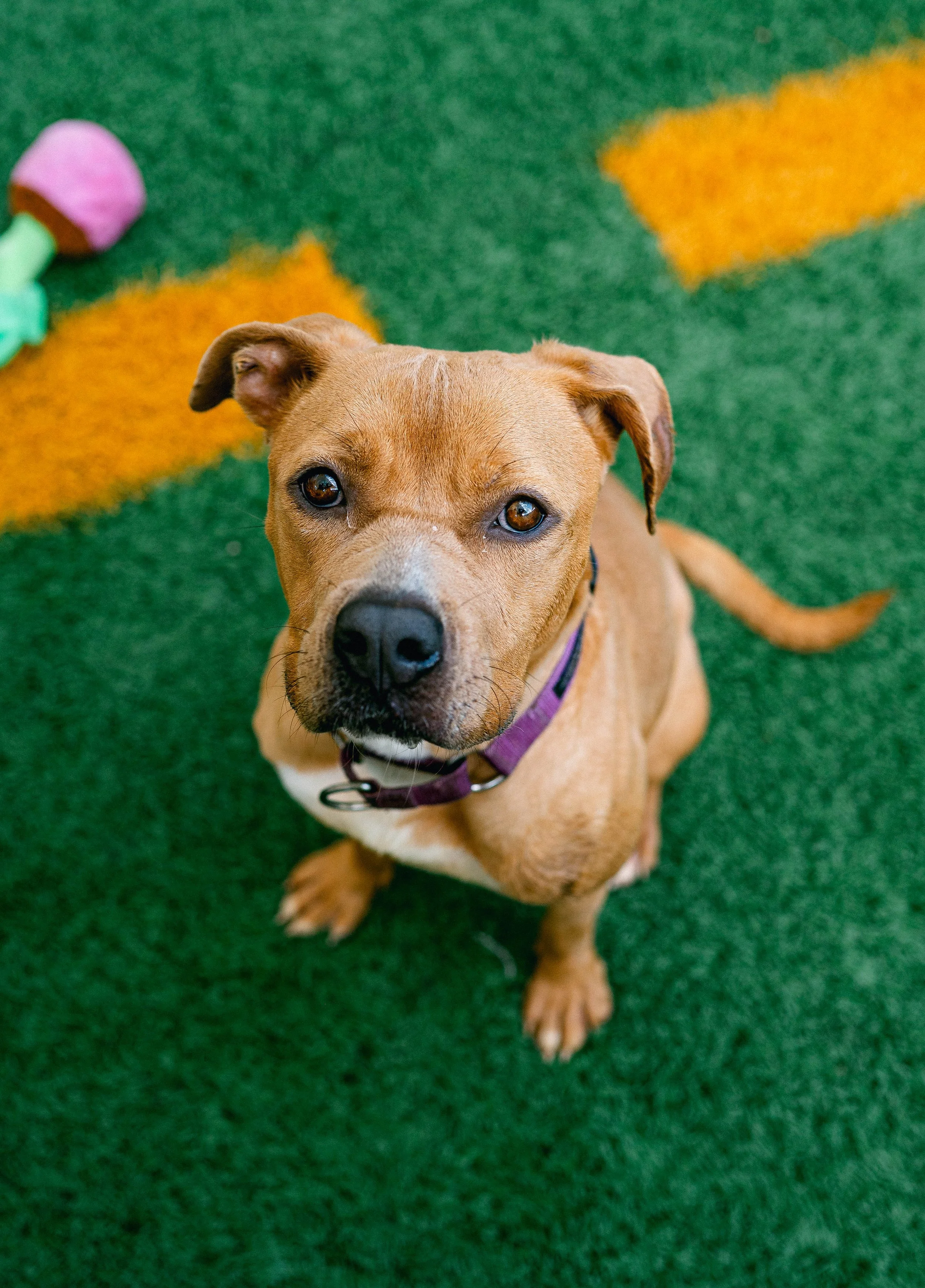 250911TPRcafepups_0623.jpg