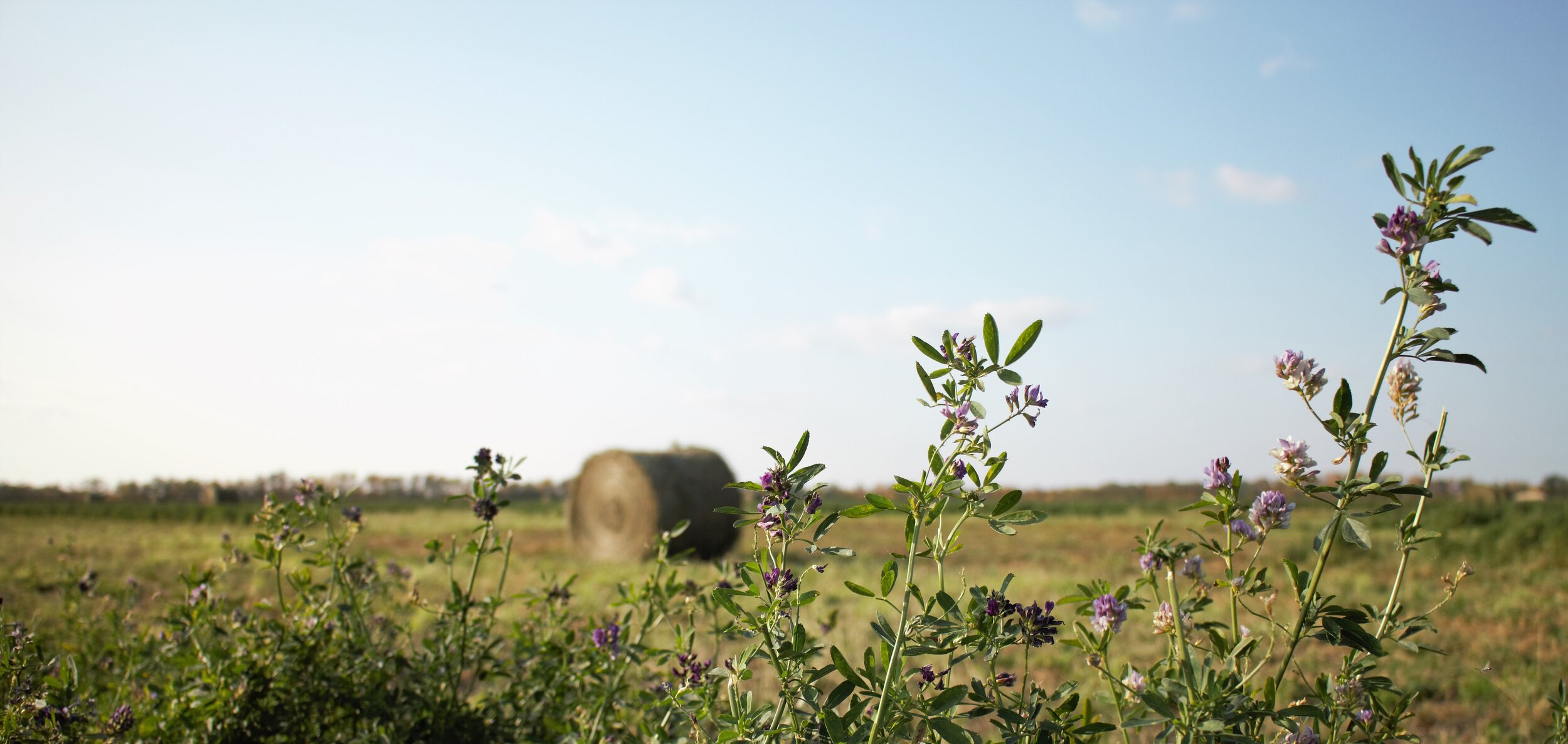 #2: dead leaves (and more!) 