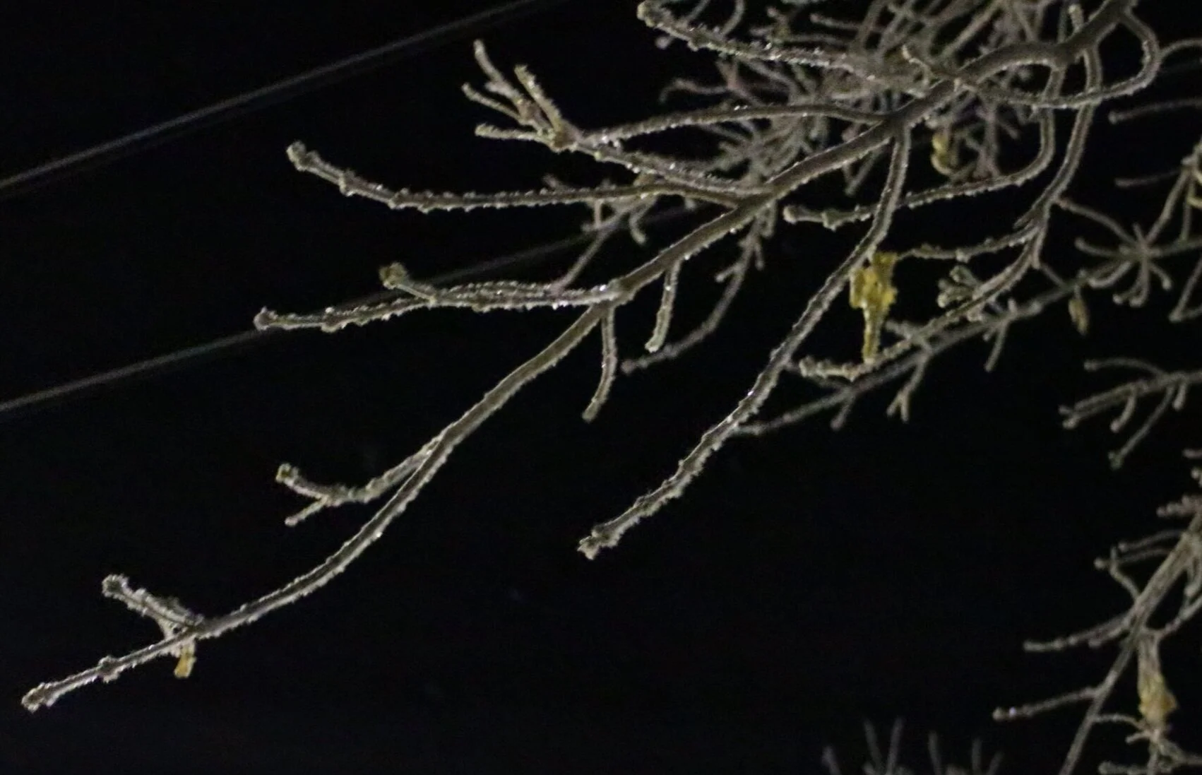 #4: a very bicycle face christmas!