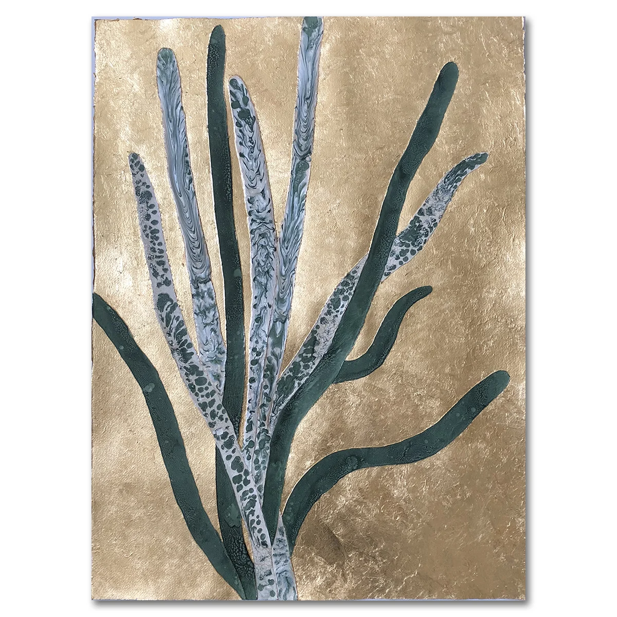 Ocotillo Plant