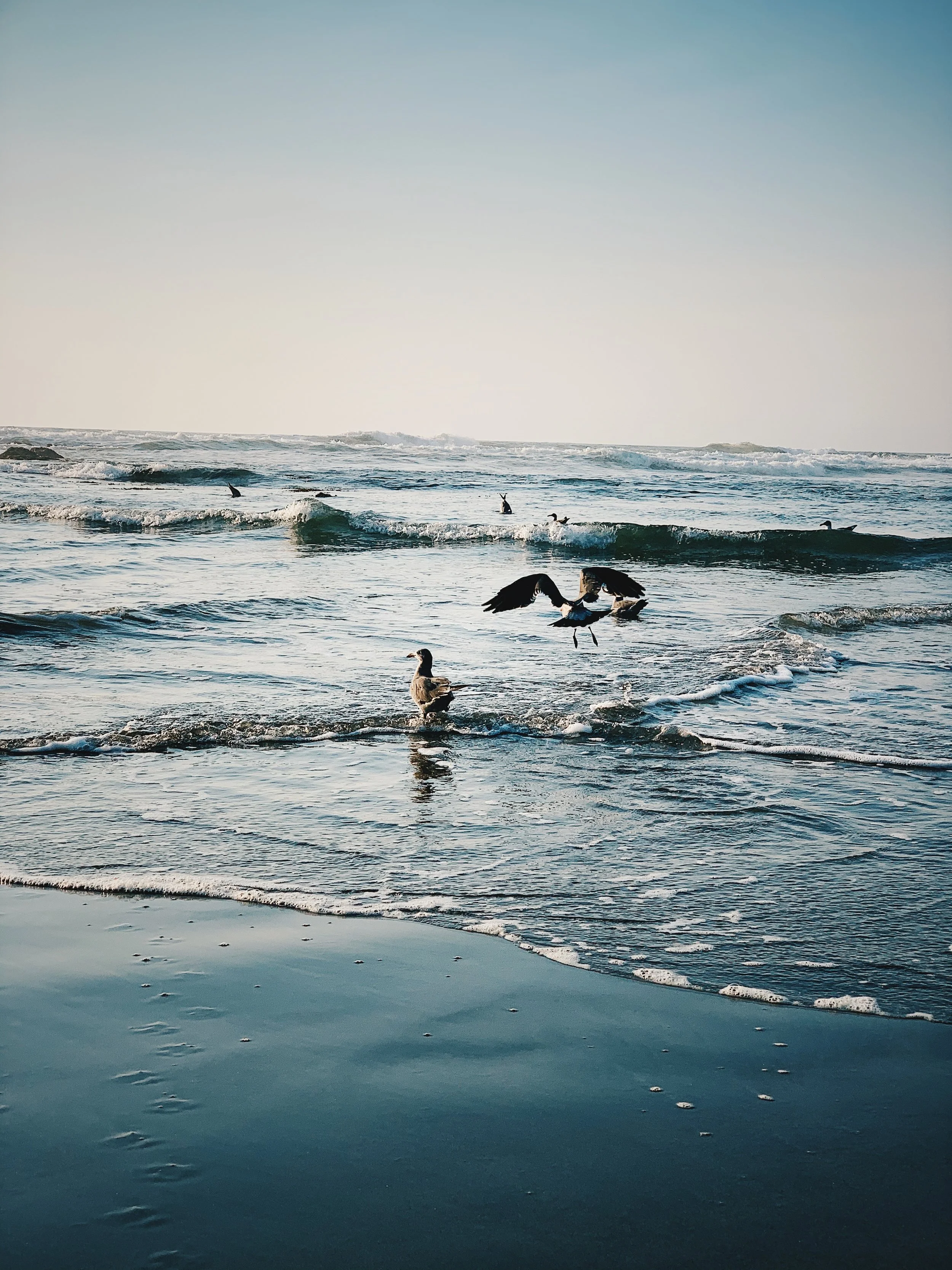 (3) Beach:Birds.JPG