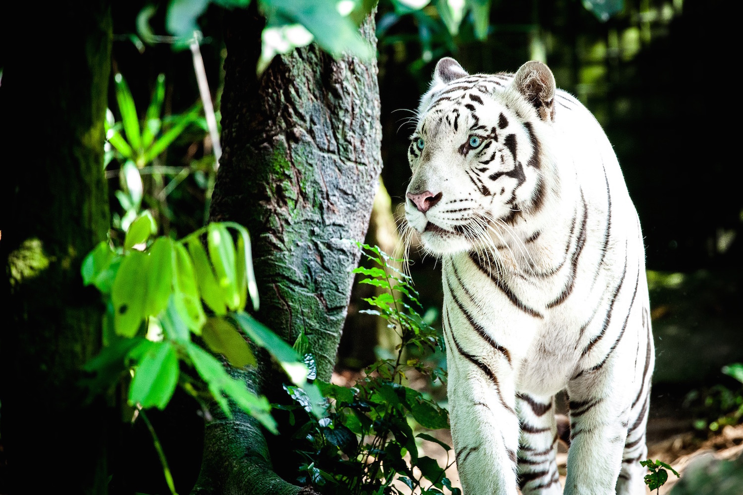 Singpore Zoo