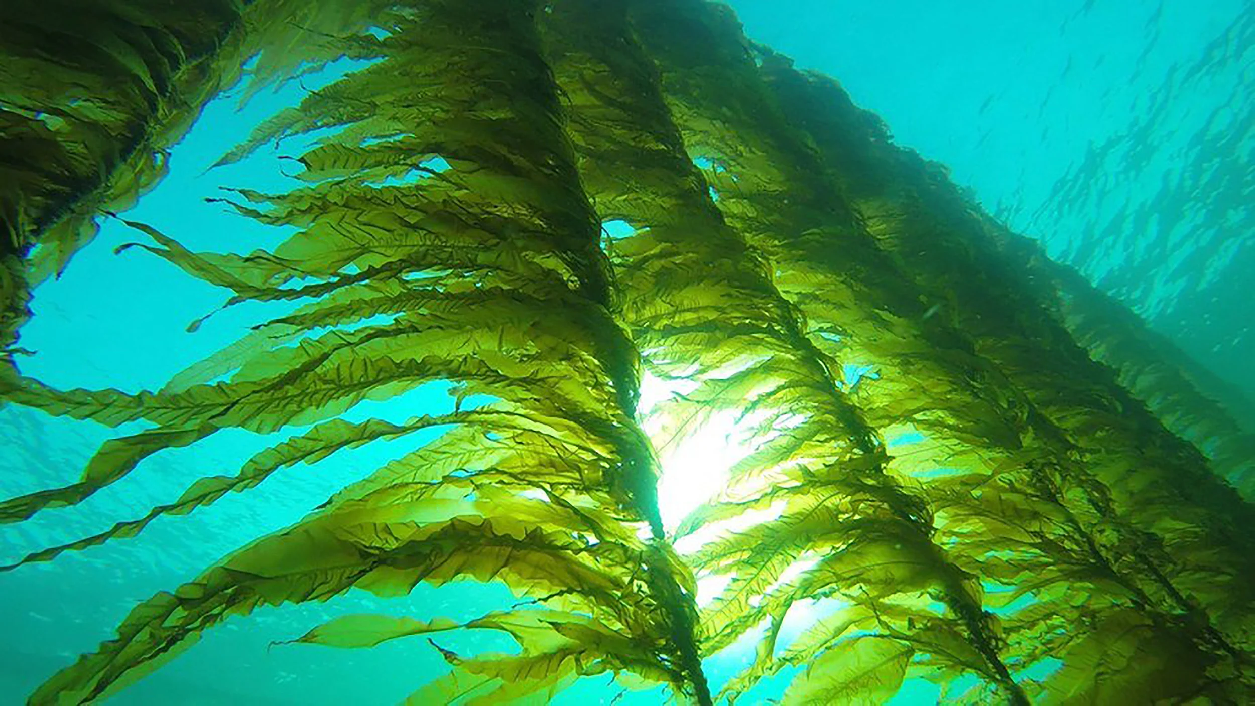 Foto: Seaweed Energy Solutions AS
