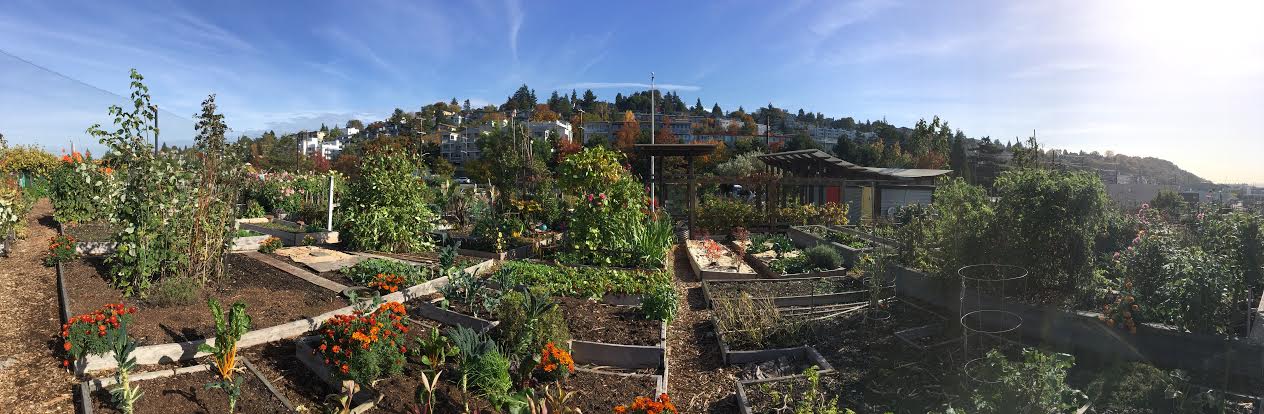 Seattle's P-Patches