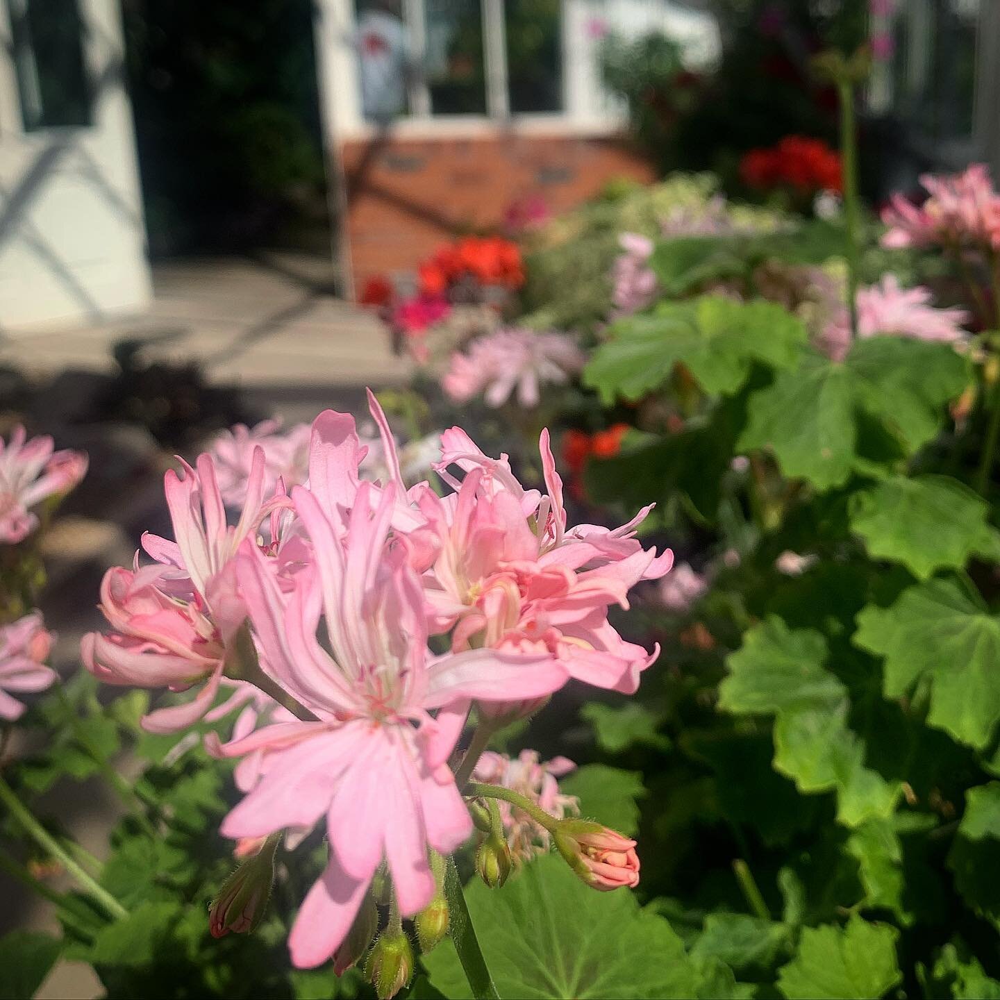 Yesterday we went to @ntdyffryngardens. I haven&rsquo;t been to a big garden like this since pre pandemic times but as my professional #peatfree journey began talking to the National Trust about growing for them!
Anyway since yesterdays announcement 