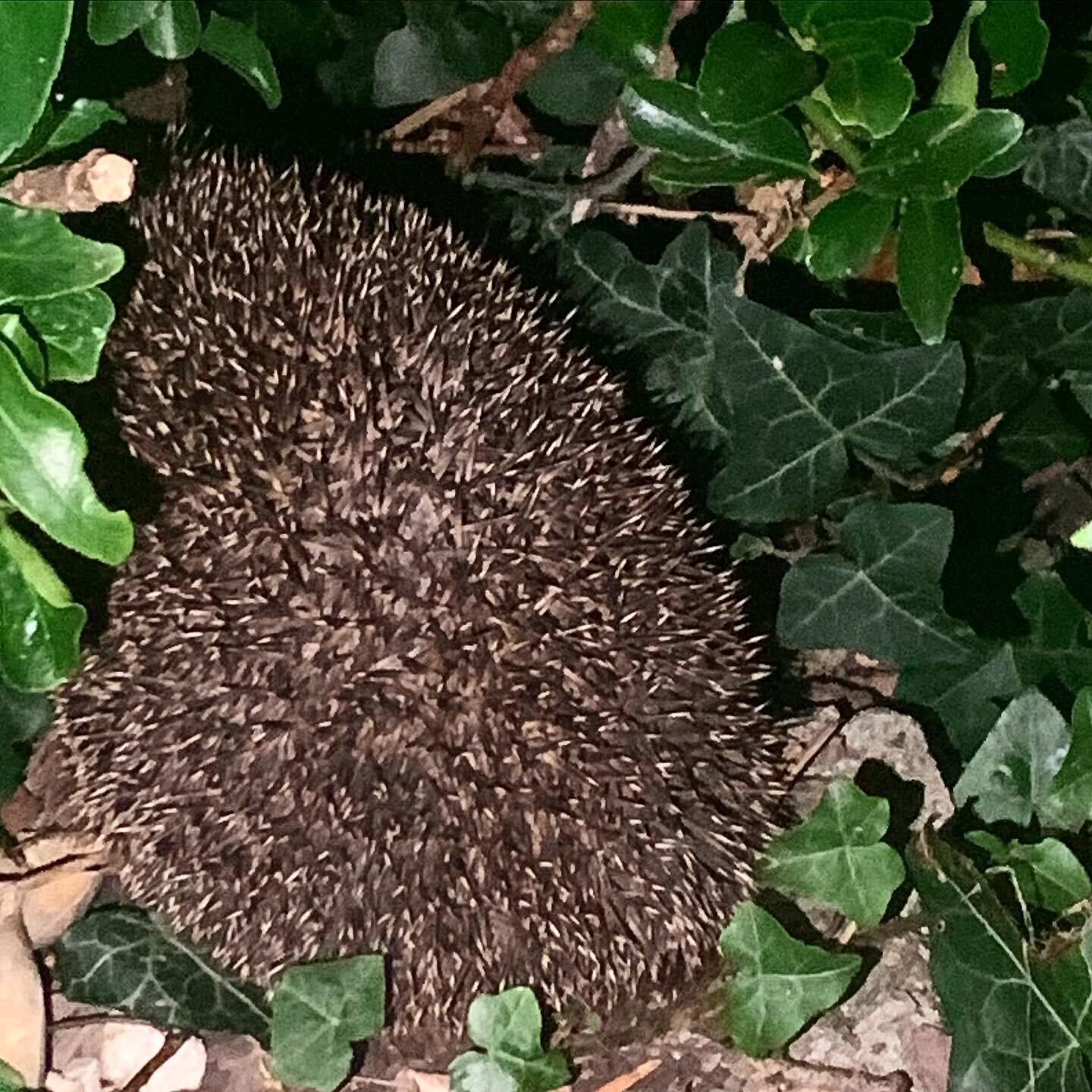 Not the best photo and definitely not my usual Monday post but&hellip;&hellip;.
WE HAVE A HEDGEHOG IN THE GARDEN!!
Yes I cried. Not just a bit either-deep sobs of joy.
Build it and they will come!!
.
.
.
#hedgehog #hedgepig #inmygarden #fromthegarden