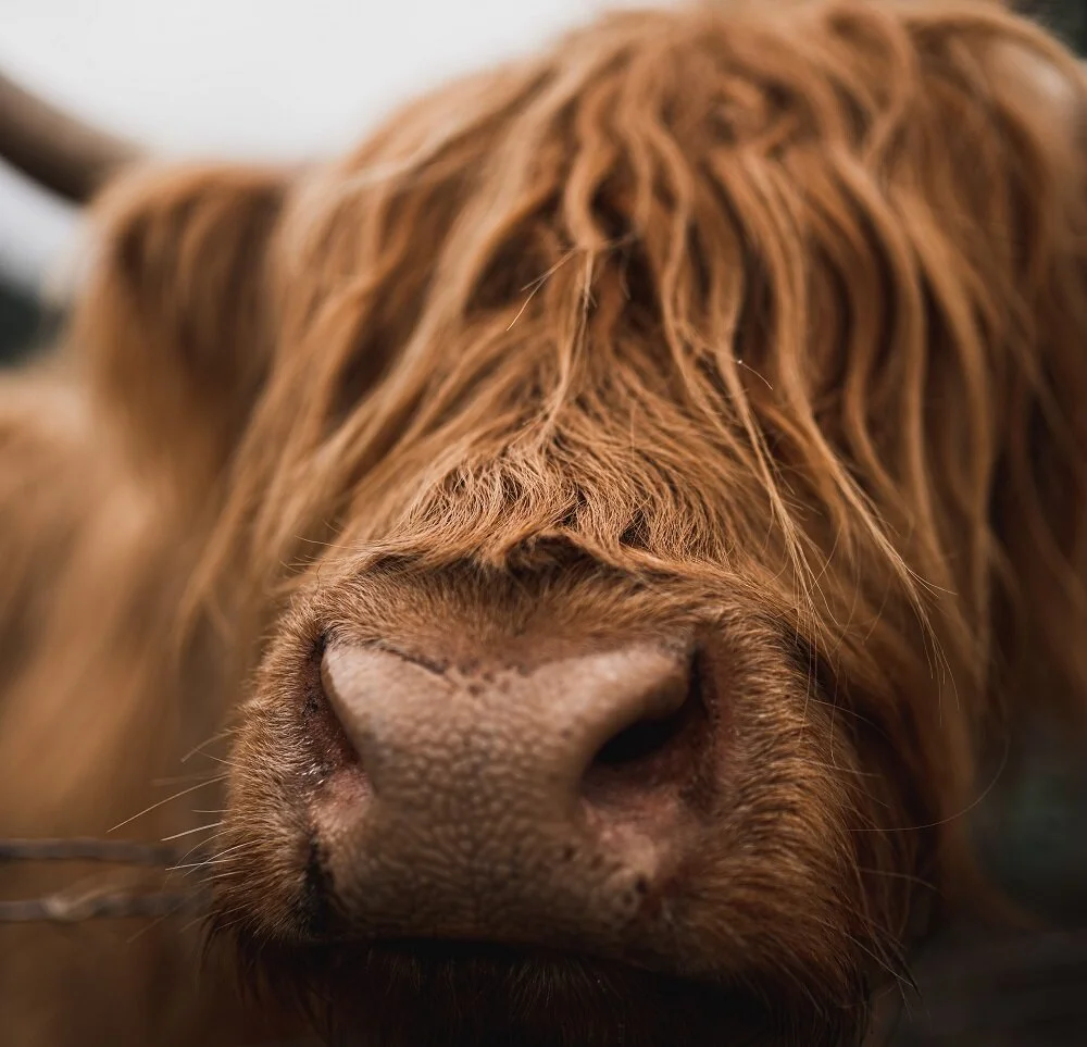 Discovering Drymen – in the heart of Scotland’s Loch Lomond and Trossachs National Park...