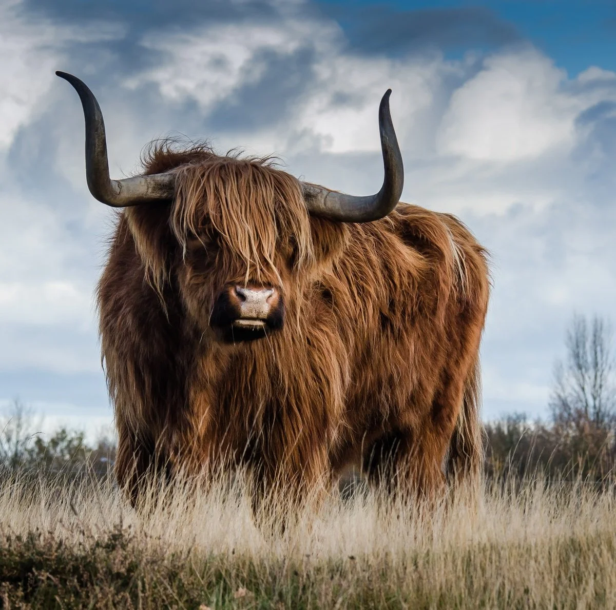 Scottish wildlife we love