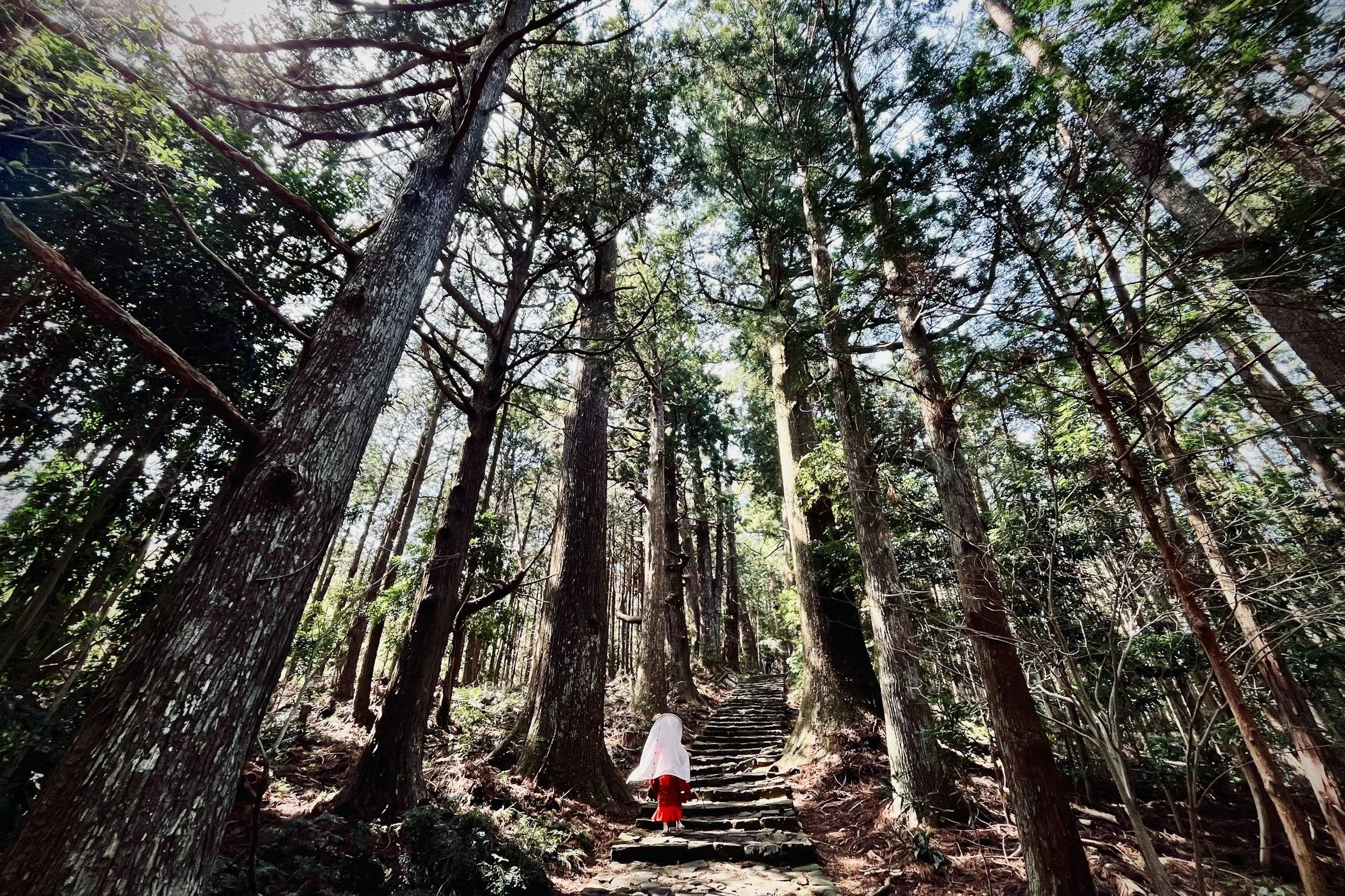 Person walking up stone steps surrounded by tall trees