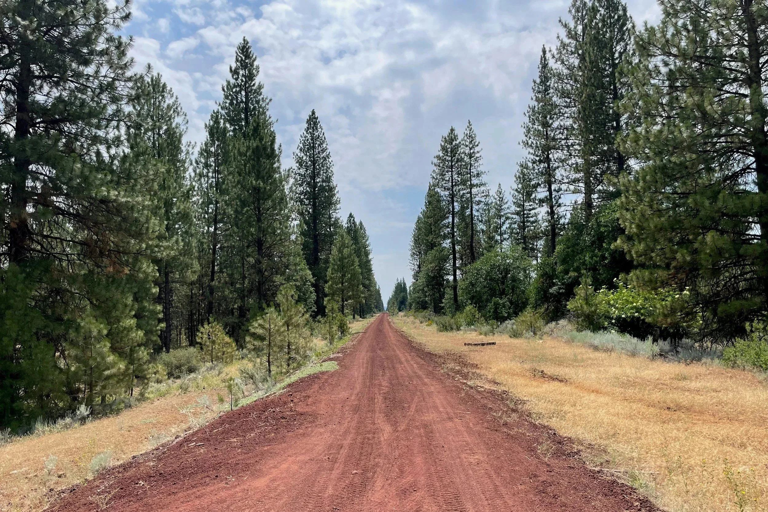 Path heading into distance with evergreen trees on either side