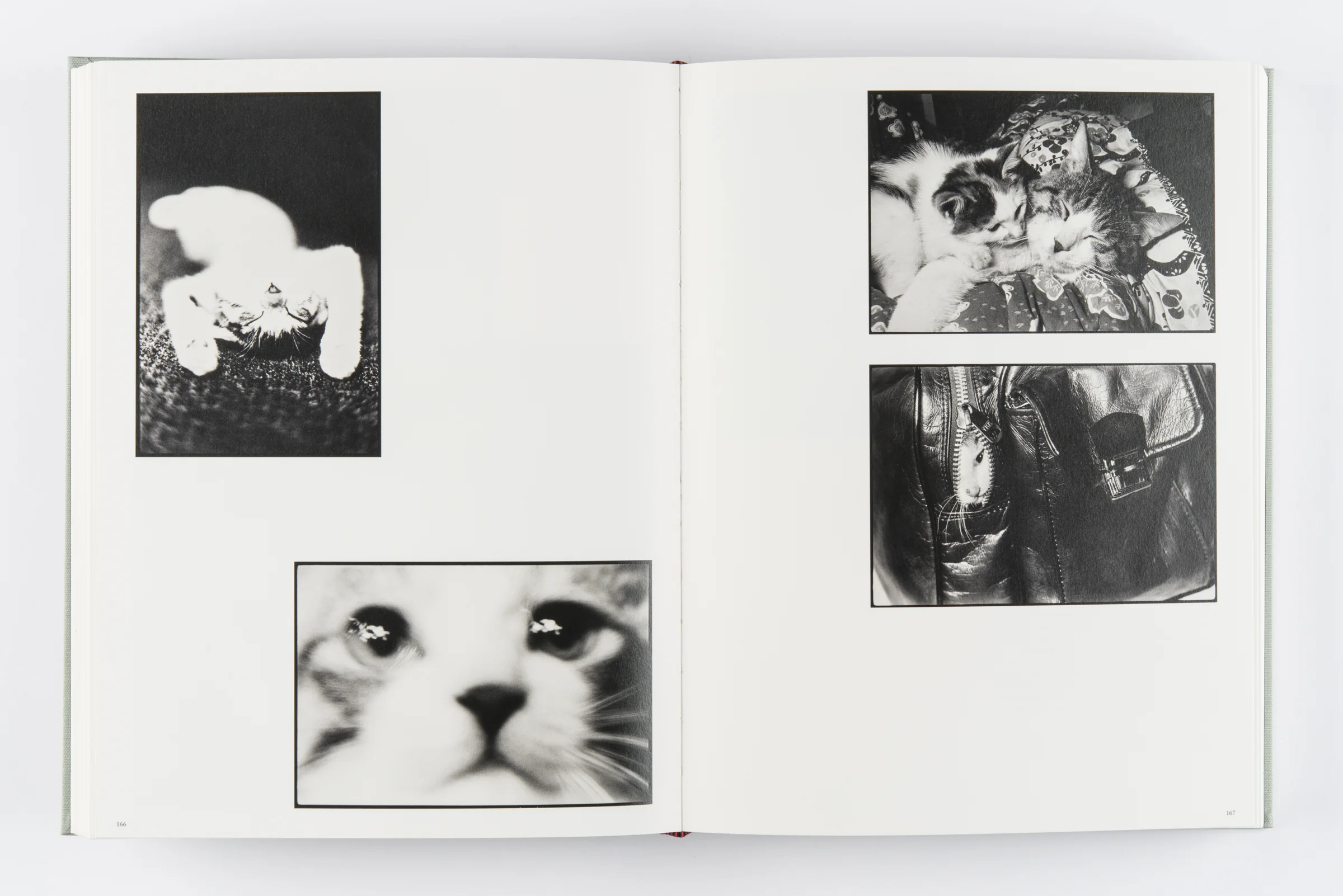 Masahisa_Fukase_07.jpg